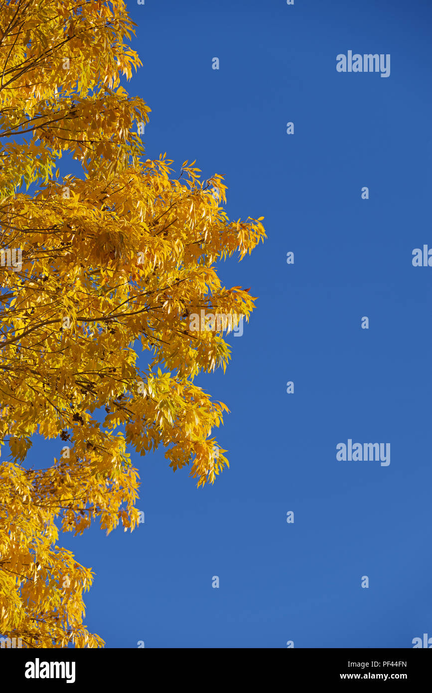 Amarillo brillante cielo azul con hojas caer Foto de stock