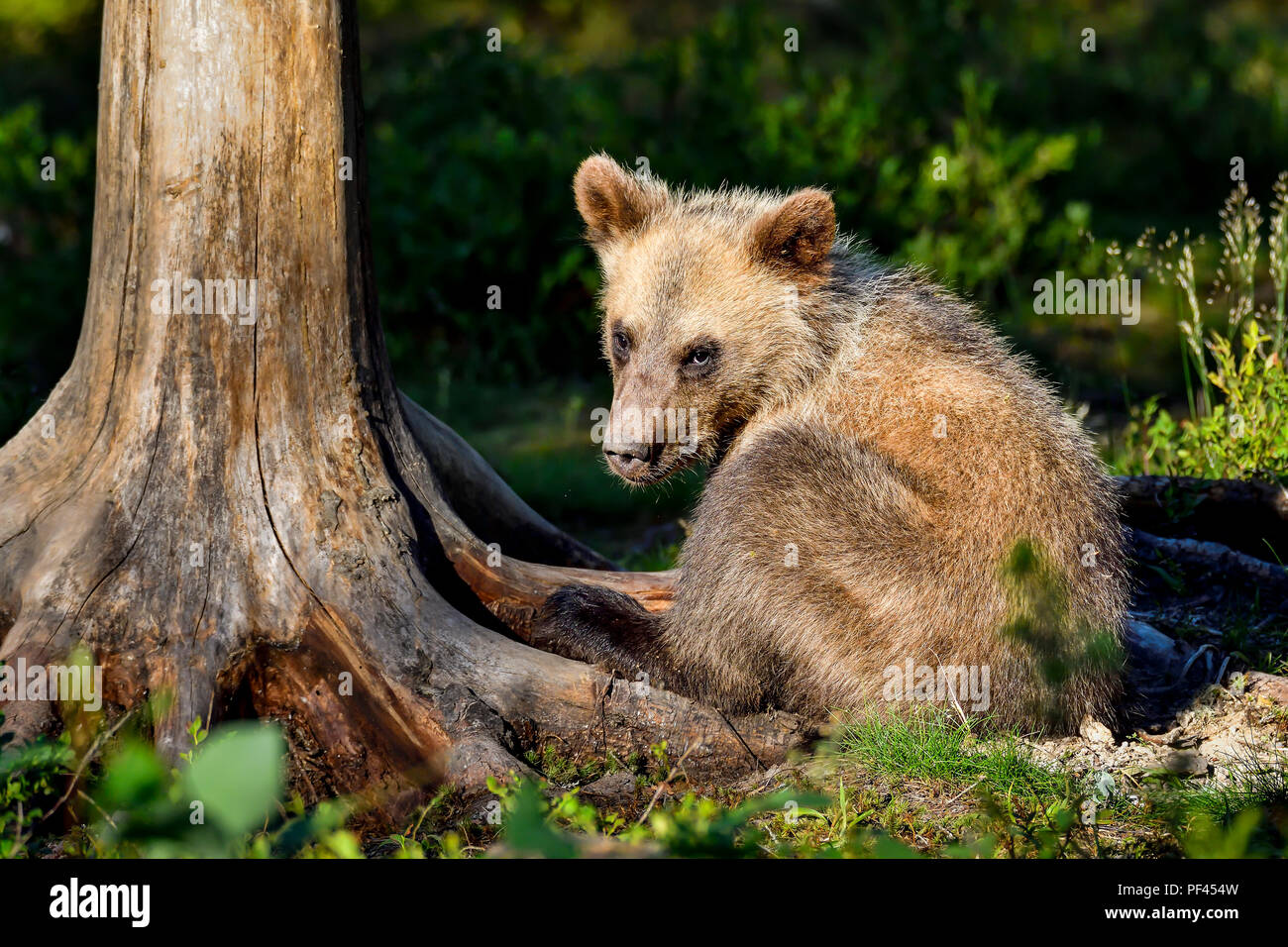 Brown Bear Cub tiene aspecto desgastado. Foto de stock