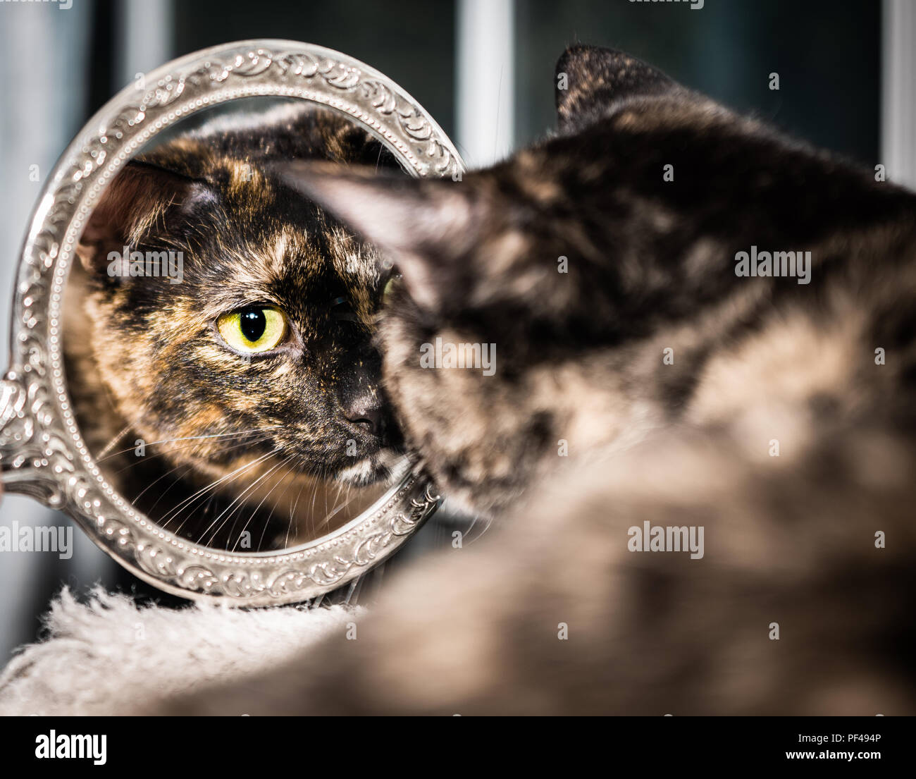 Gato En El Espejo Fotografías E Imágenes De Alta Resolución Alamy