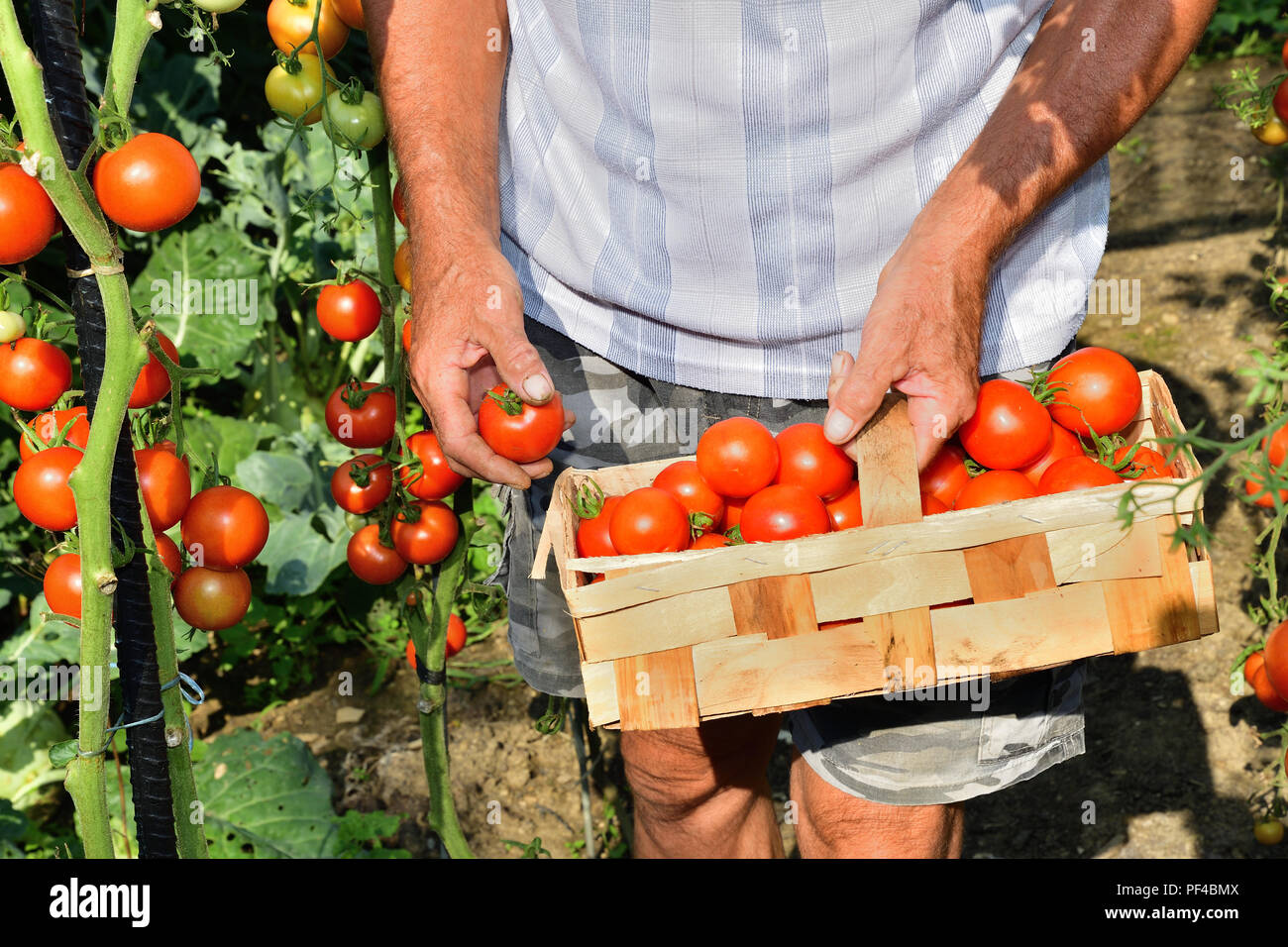 Agricultor cosechar tomates en la cesta cerrar agricultor cosechar tomates  en la cesta cerrar agricultor recolecta cultivos de tomate Fotografía de  stock - Alamy