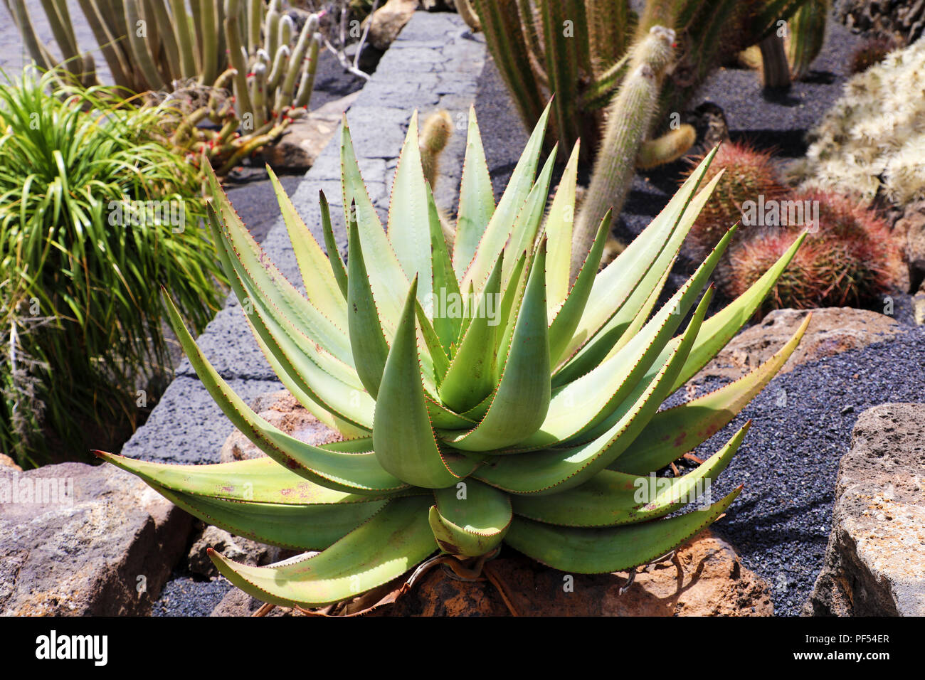 Aloe vera y cactus plantas tropicales en el Jardín de Cactus en Guatiza  village, Lanzarote, Islas Canarias Fotografía de stock - Alamy