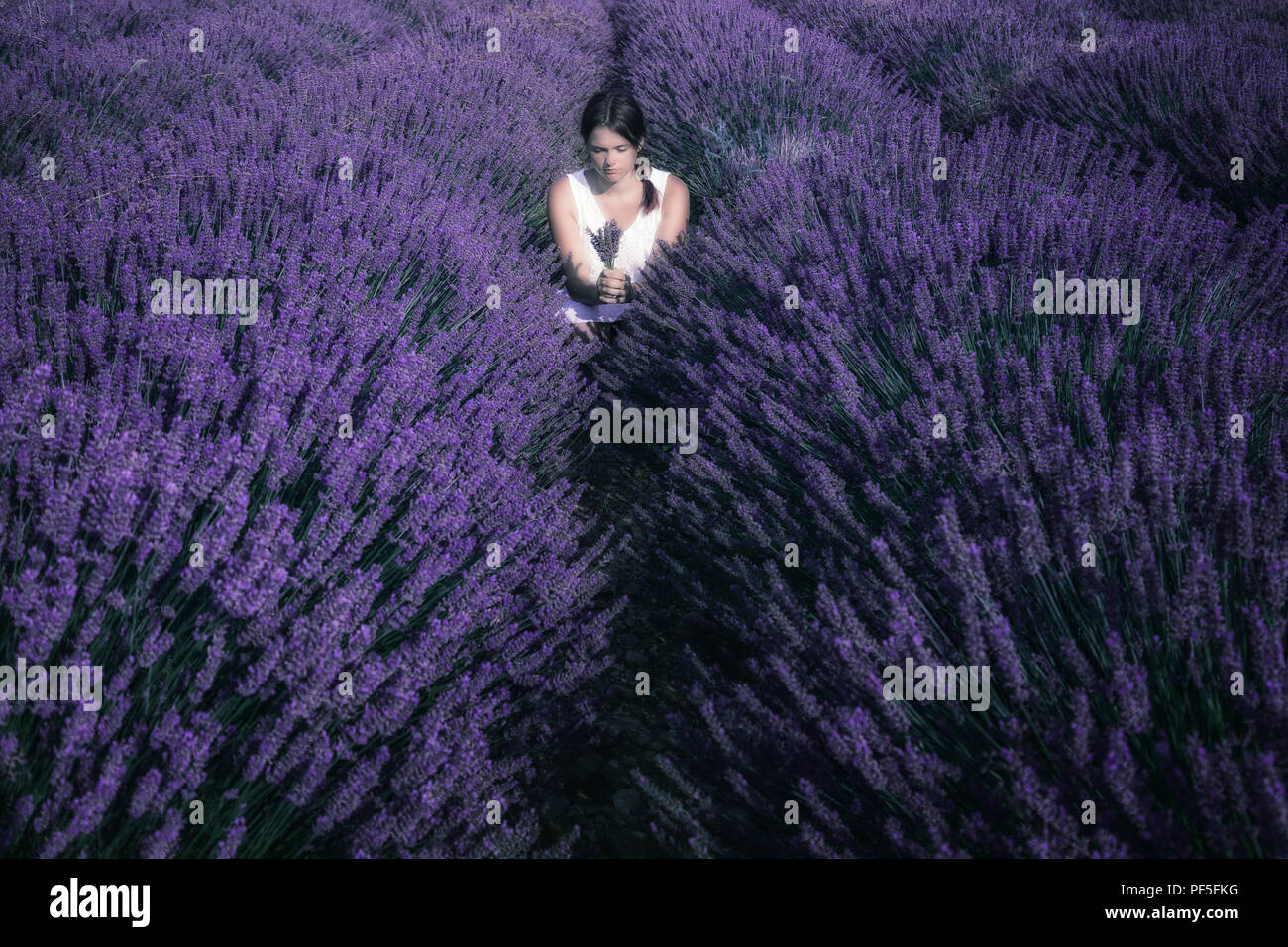 Una niña en un vestido blanco de pie en un campo lila en Provence, Francia Foto de stock