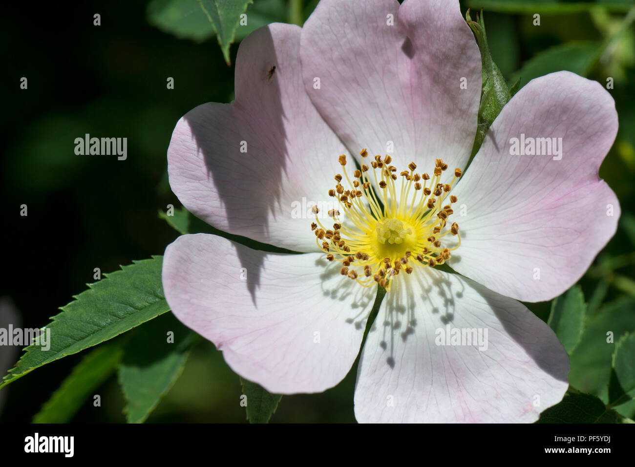 Escaramujo, Rosa canina, rubor rosa flor en Seto planta trepadora a comienzos del verano, Berkshire, Junio Foto de stock