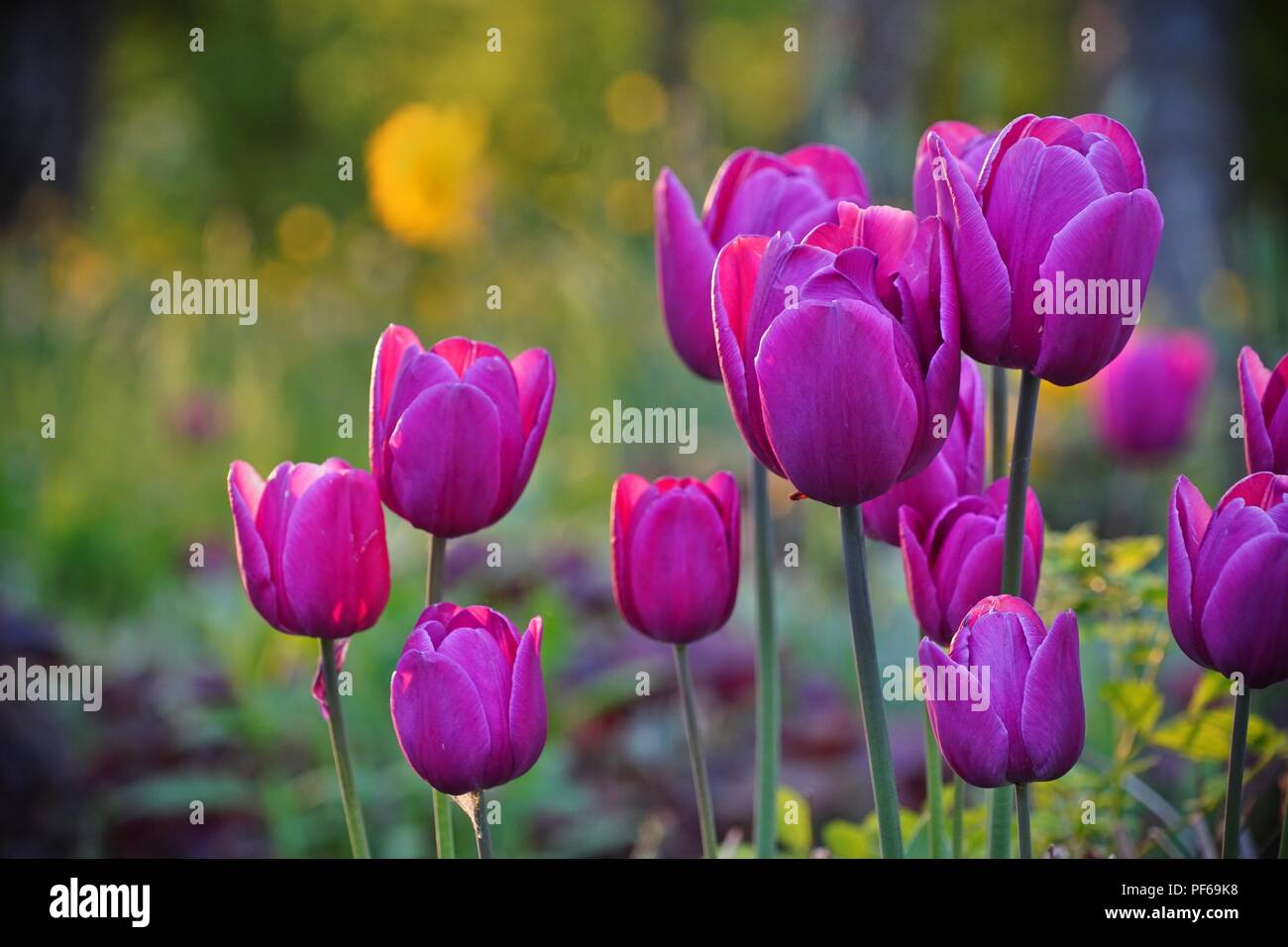 Grupo de tulipanes púrpura en un parque, fondo borroso Foto de stock