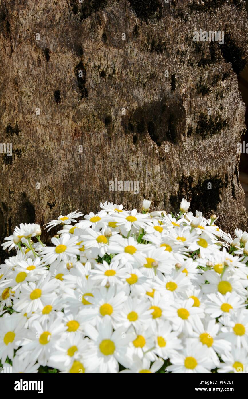 Daisy Margaritas Flor De Margarita Flores Margaritas Tronco Marguerite Flor Flores Plantas Plantas Fotografia De Stock Alamy