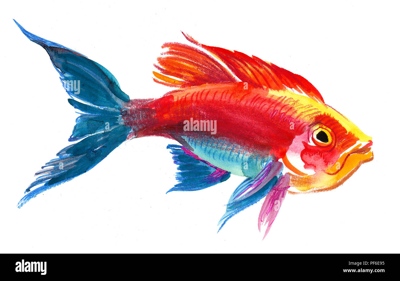 Coloridos peces tropicales. Pintura acuarela Foto de stock