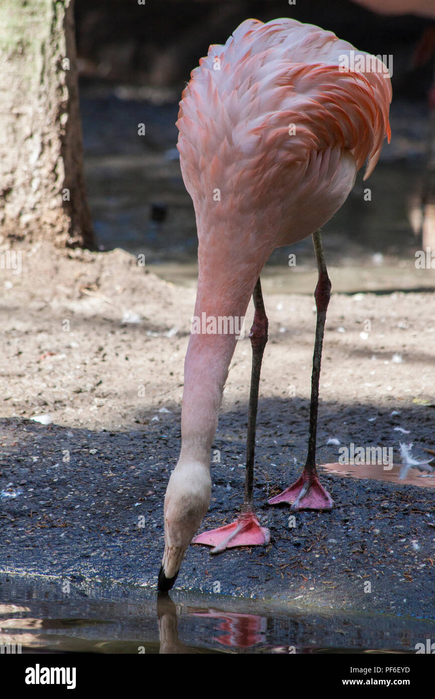 Flamingo cerrar en un contexto natural Foto de stock