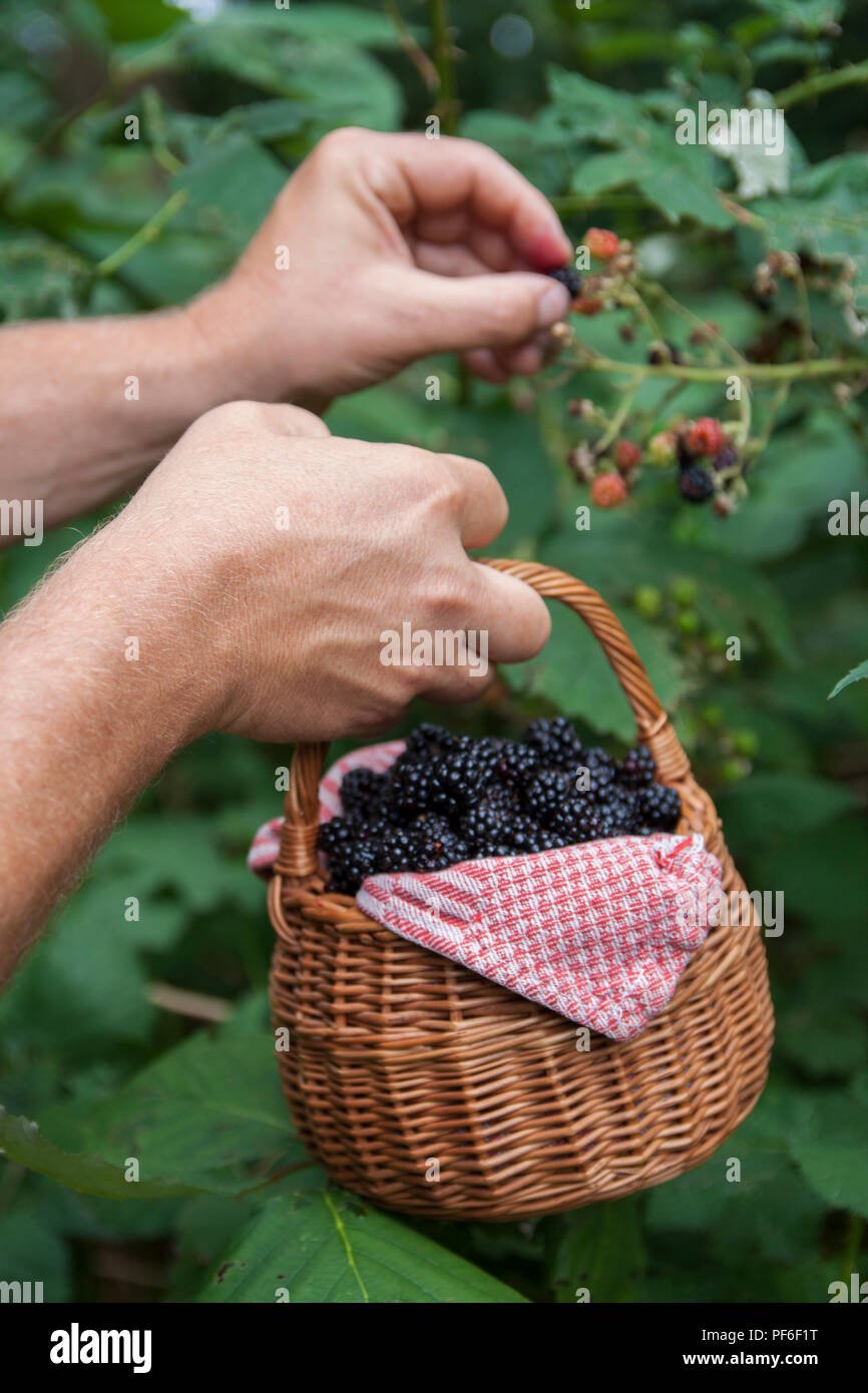 Blackberry recogiendo a mano con una canasta Foto de stock