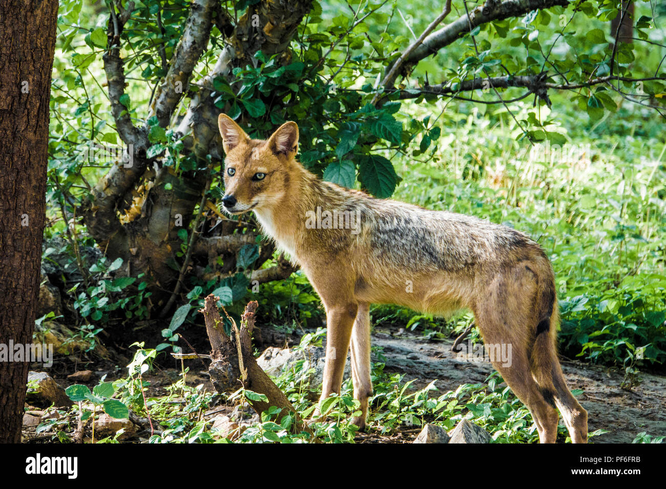 Indian chacal (Canis aureus indicus) en bosques Foto de stock