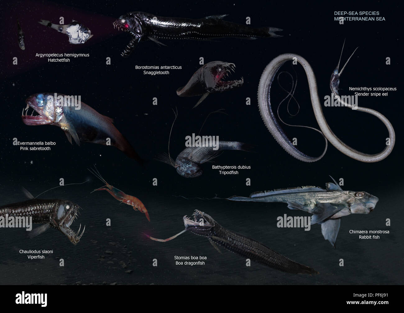Composición de imágenes de extraños peces abisales. Deepsea verdaderos monstruos del mar Mediterráneo. Especies que viven en las profundidades donde no llega la luz solar Foto de stock