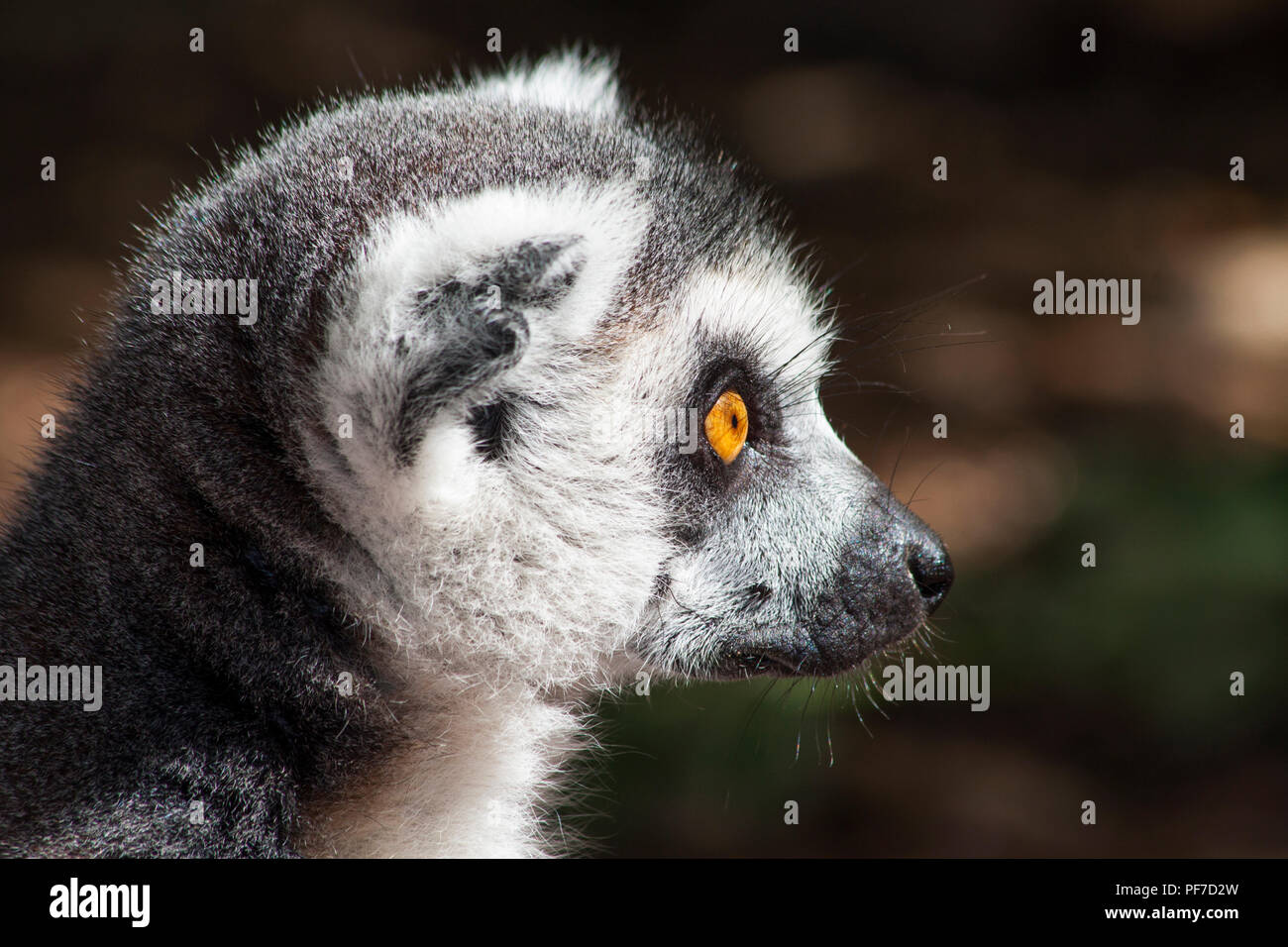 Ring tailed lemur cerca para utilizar de fondo Foto de stock