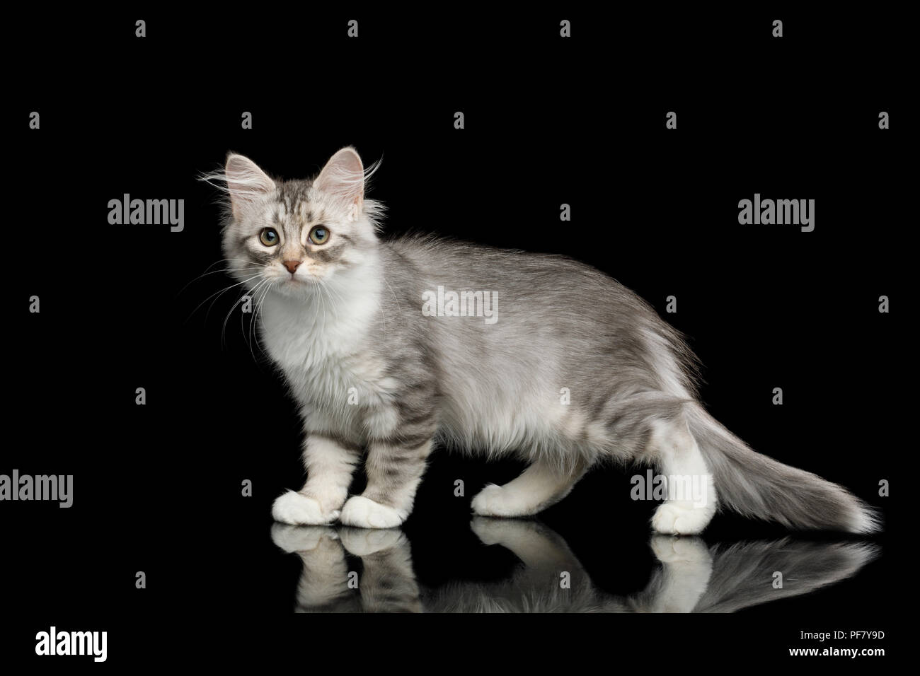 Silver Tabby Siberian kitten con pelaje lanudo y mirando al lado permanente sobre fondo negro con reflexión aislado Foto de stock