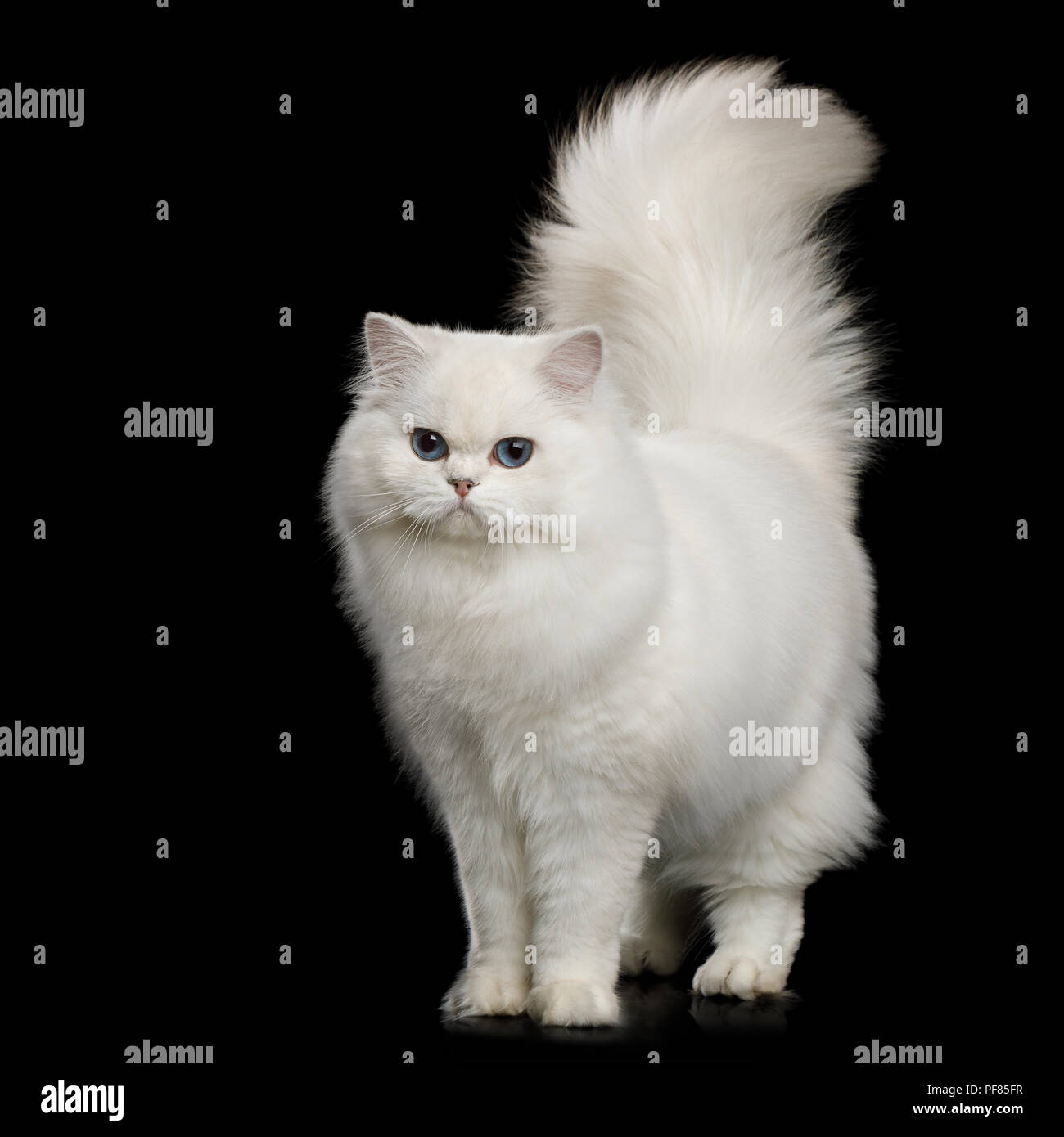 Gato blanco con cola rayada raza fotografías e imágenes de alta resolución  - Alamy