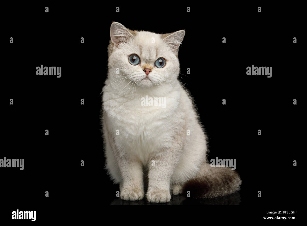 Adorable raza Británico gato mágico color blanco con ojos azules, sentado sobre fondo negro aislado Foto de stock