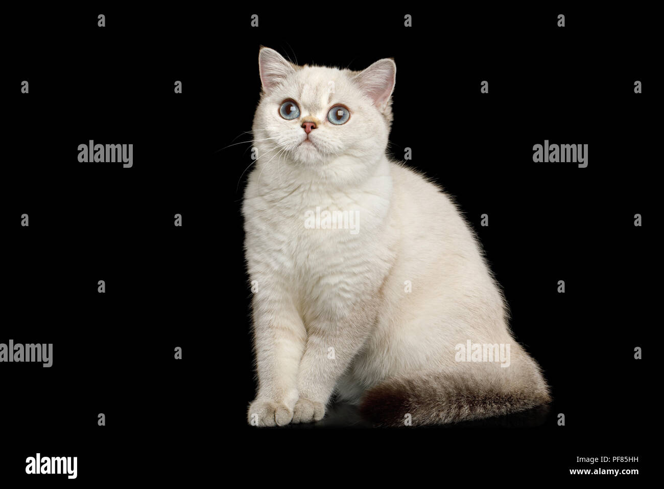 Adorable raza Británico gato mágico color blanco con ojos azules, sentado sobre fondo negro aislado Foto de stock