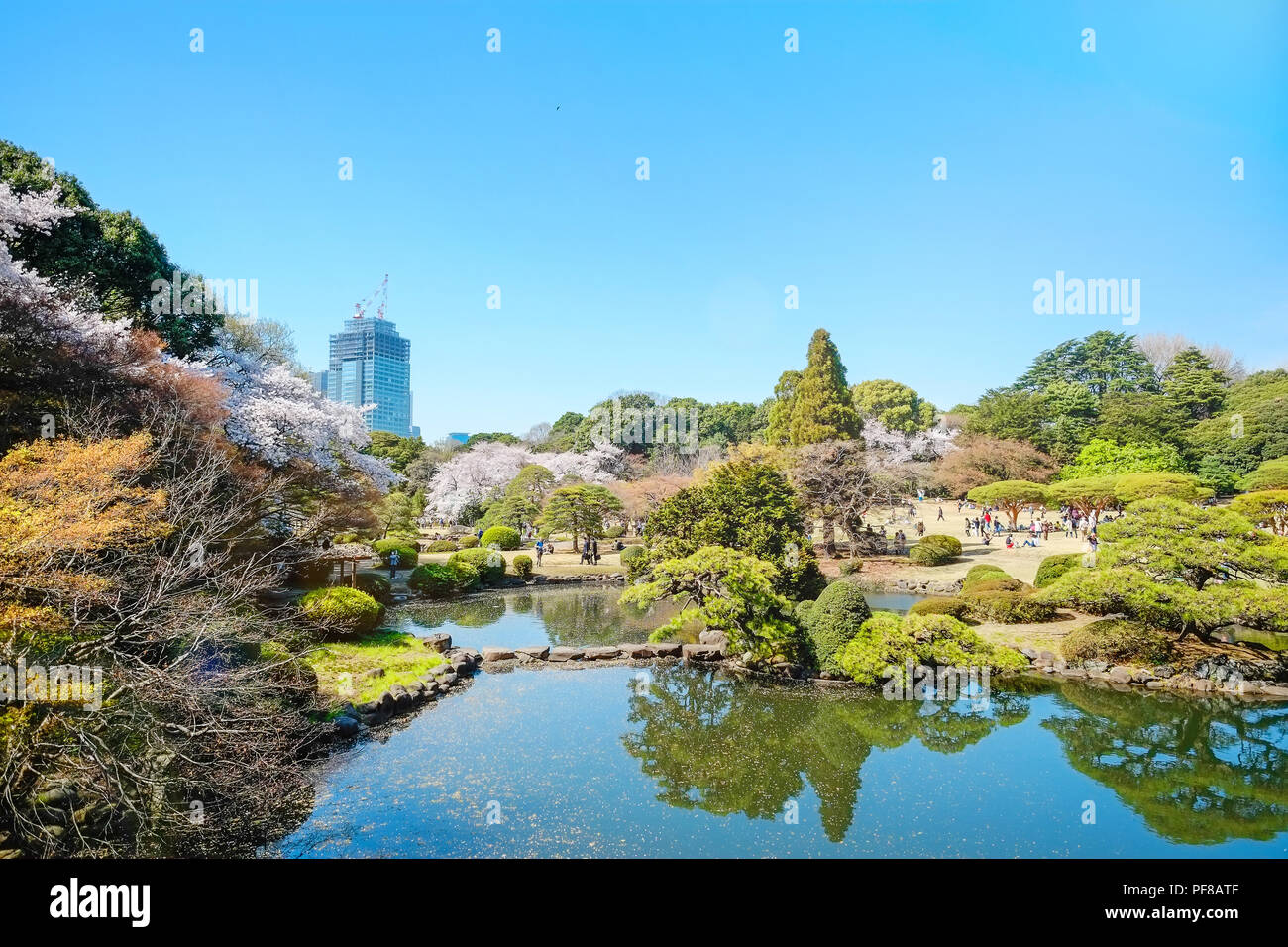 Hermoso paisaje con hoja roja, verde sauce, blossom sakura, claro estanque y brillante cielo azul intensos en primavera temporada de flor de cerezo, Shinjuku Gyoen Pa Foto de stock