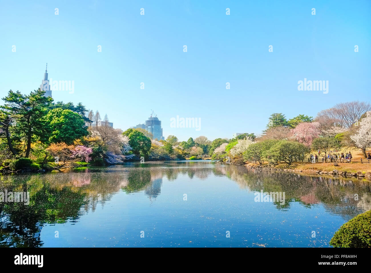 Hermoso paisaje con hoja roja, verde sauce, blossom sakura, claro estanque y brillante cielo azul intensos en primavera temporada de flor de cerezo, Shinjuku Gyoen Pa Foto de stock