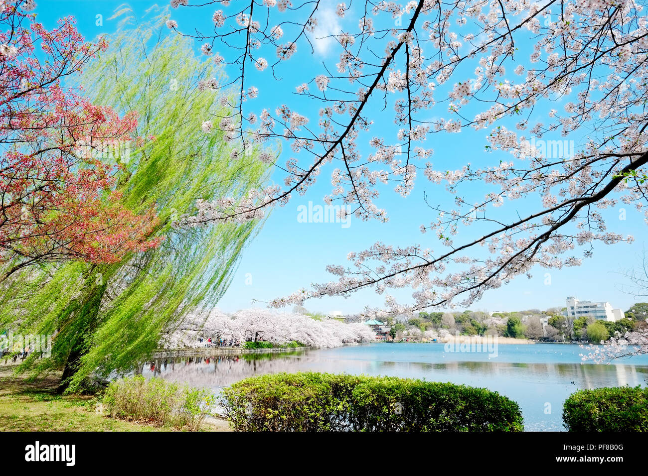 Hermoso paisaje con hoja roja, verde sauce, blossom sakura, claro estanque y brillante cielo azul intensos en primavera temporada de flor de cerezo, Tokio, Japón Foto de stock