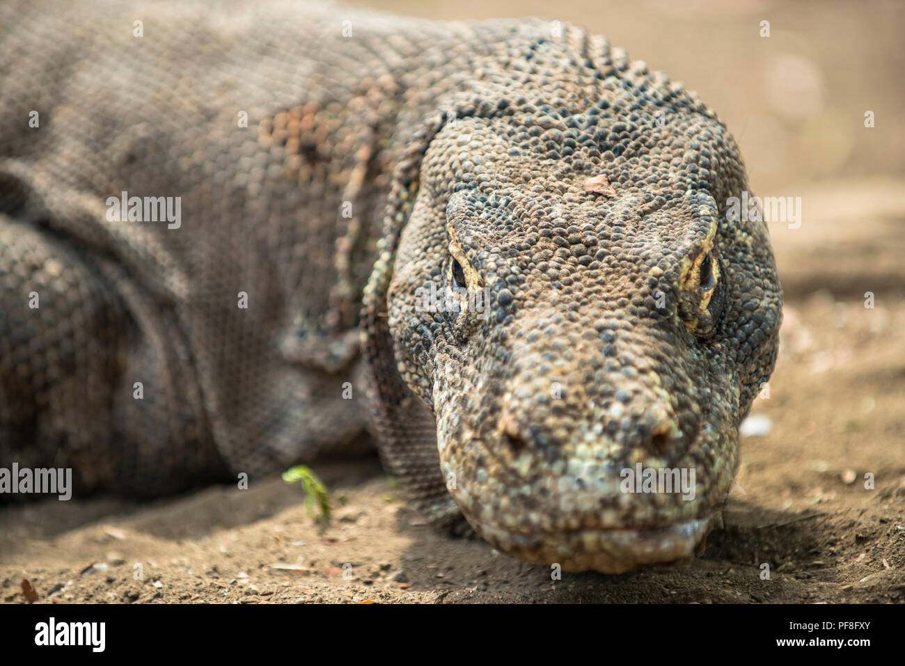 La cabeza de un dragón de Komodo como se ve en la cámara. El Parque Nacional de Komodo (Indonesia) Foto de stock