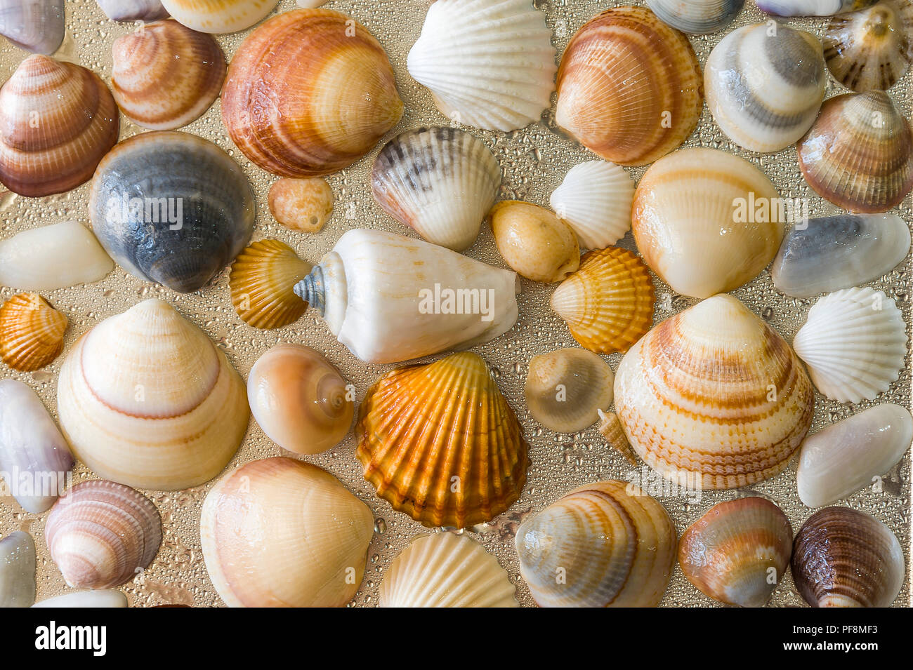 Conchas de Mar como fondo, colección de conchas de mar natural seashells Foto de stock