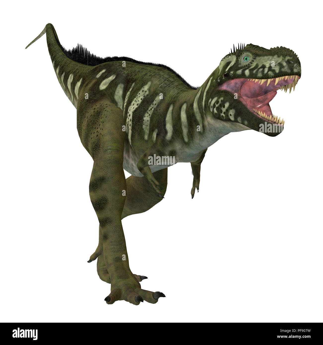 Dinosaurio tyannosaurid fotografías e imágenes de alta resolución - Alamy