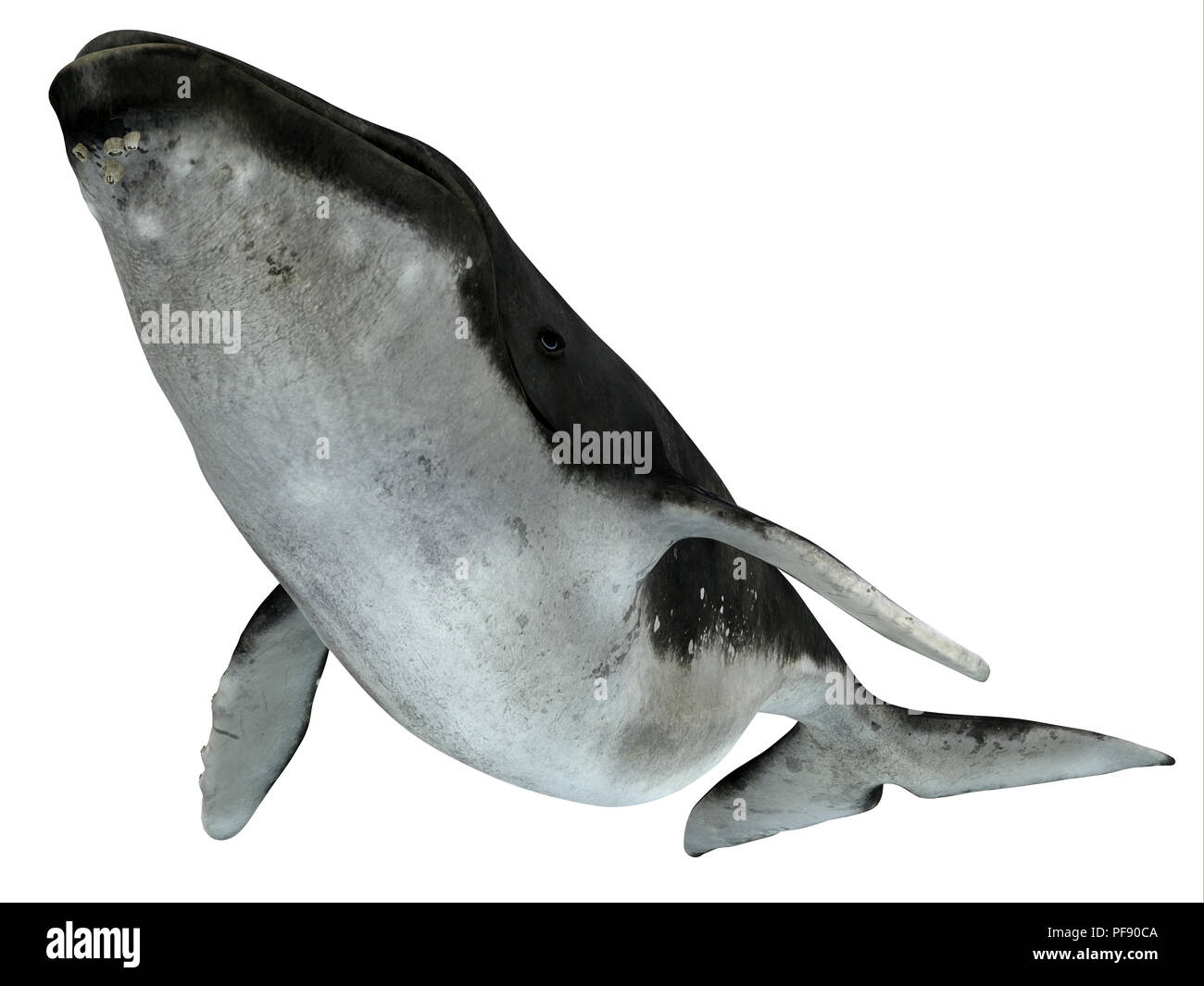 Ballena Jorobada Natación - La ballena jorobada es una ballena con barbas y muchos organismos el enganche de un paseo como estas chin percebes. Foto de stock