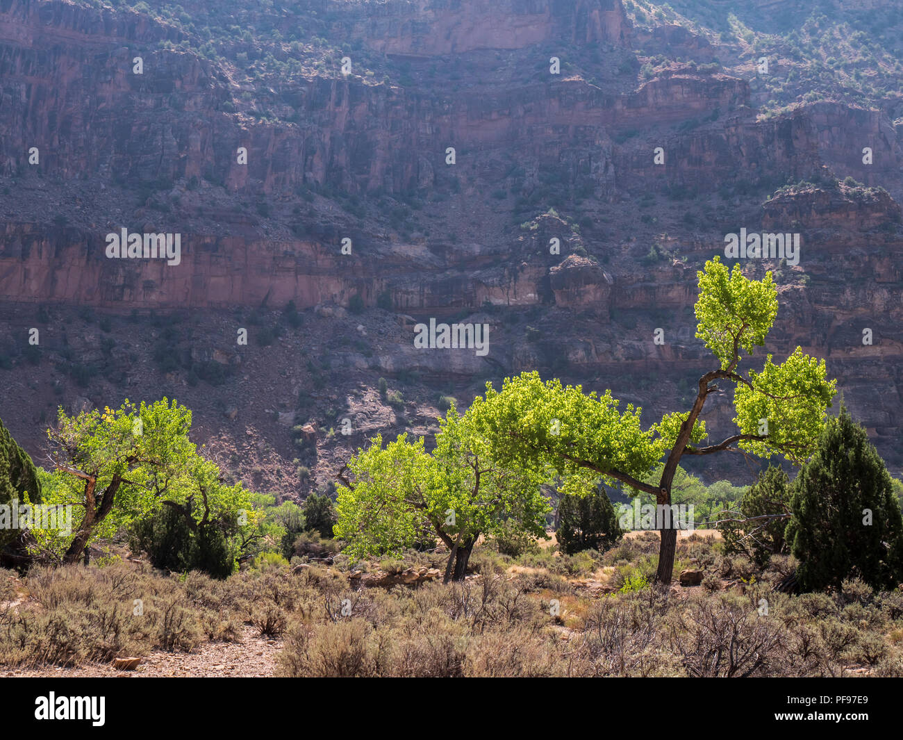 Árboles de chopo, Rock Creek Canyon lateral, desolación Canyon al norte de Green River, en Utah. Foto de stock