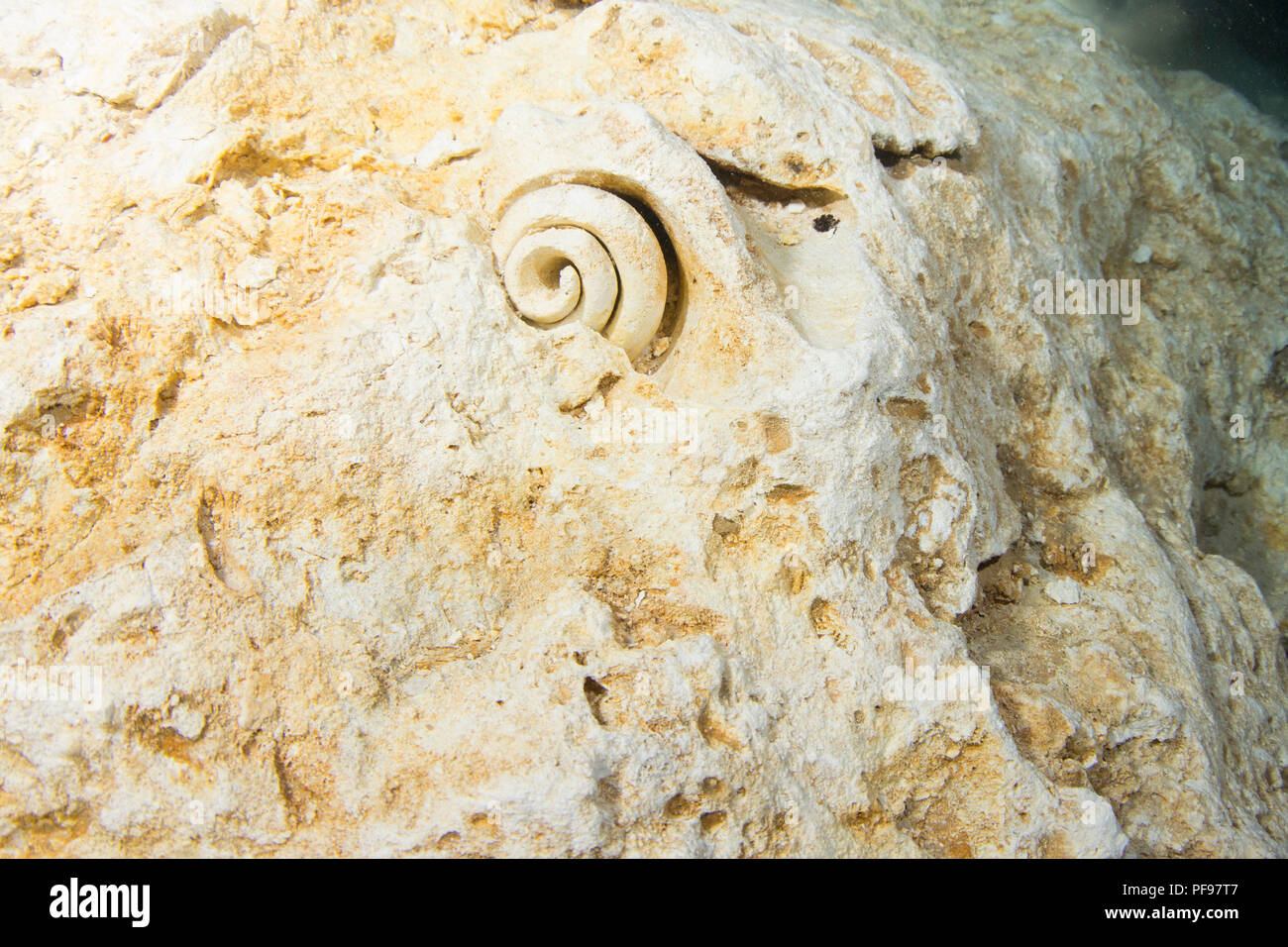 Los fósiles, fósiles de caracol en acantilados de piedra caliza, Cenote Tajma Ha cueva submarina, Playa del Carmen, Quintana Roo, México. Foto de stock