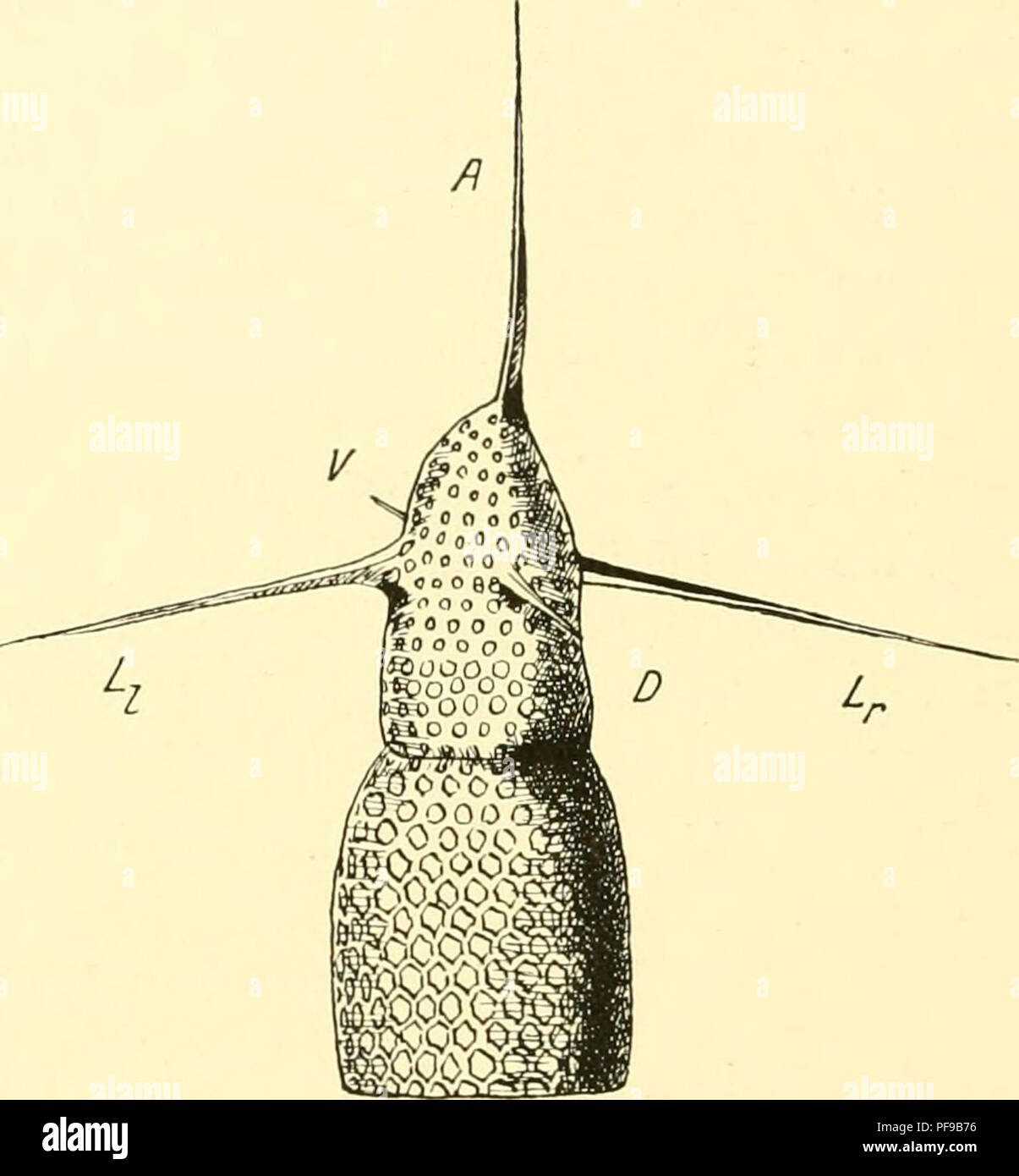. Deutsche Südpolar-Expedition, 1901-1903, im Auftrage des Reichsamtes des Innern,. Gauss (SHIP); expediciones científicas; la Antártida. Textfigui- 97. Coracalyptra kruegeri Pop. Breit- und kurzstachlige schalige Formulario. 15. Mai 1903, 4(HI m. :•; 650. Textfigur 98. Coracalyptra kruegeri Por. Formulario mit langem Kopfhorn und langen Tlioraxstacheln. Mit- wickeltem Ventralstachel äußerlich ent. ( V.) 18. Agosto de 1903, 400. x G50. sehr nahe: sie besitzt wie jene ein sehr langes, pyramidales Kopfhorn welches, mueren rápido Schalenlänge läßt ebenfalls erreicht und eine deutliche Abtrennung von Kopf und tórax vermi Foto de stock