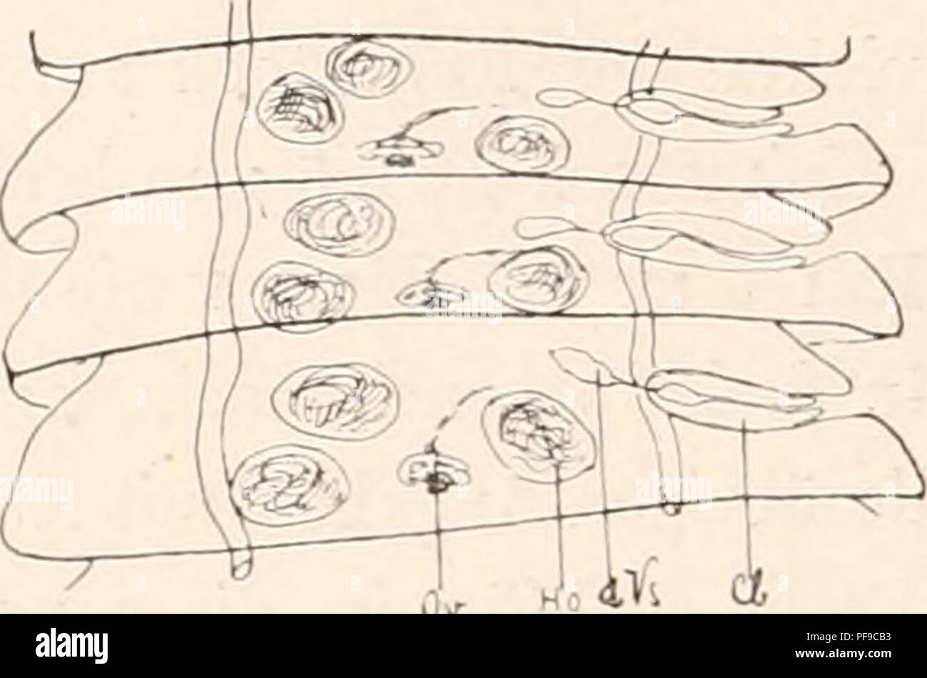 . Deutsche Südpolar-Expedition, 1901-1903, im Auftrage des Reichsamtes des Innern,. Gauss (SHIP); expediciones científicas; la Antártida. Fig. 104.. Por favor tenga en cuenta que estas imágenes son extraídas de la página escaneada imágenes que podrían haber sido mejoradas digitalmente para mejorar la legibilidad, la coloración y el aspecto de estas ilustraciones pueden no parecerse perfectamente a la obra original. Deutsche Südpolar-Expedition (1901-1903);, Erich von Drygalski, 1865-1949. Berlín, G. Reimer Foto de stock