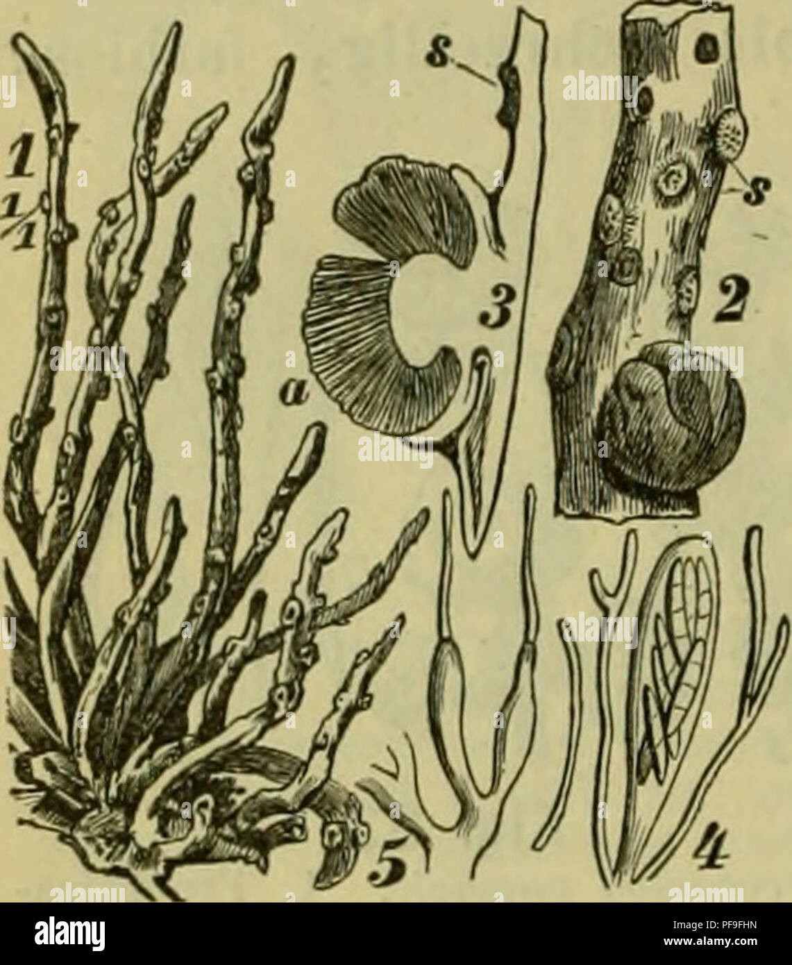 . Deutsche Flora. Pharmaceutisch-medicinische Botanik. Ein titulada Grundriss der Botanik systematischen zum Selbststudium für Aerzte, Apotheker und Botaniker. Las plantas; plantas medicinales. 164 Lichenes heteromerici. körni"'-warzir. Lageräste strauchf., stielrund, dauernd berindet, Usneu barbaiH. ' I. Marca Fiuciittragender scliwammig mit eingestreuten Gonidien. l?öth:e.on^rgt'"3. "EhS l^Lu ^^^^^^ "i^^^^'S' ^^^'^os. B. jubatum (L.). Un Saamen. 4. Spciinogonium längs- uud Fclscu hängend Bäumen, schwarzbraun, eabel- durchschnittcn. ft. S)icniiatien auf ... &Lt;-, i i i . . ," , Ihren stioion asti. Foto de stock