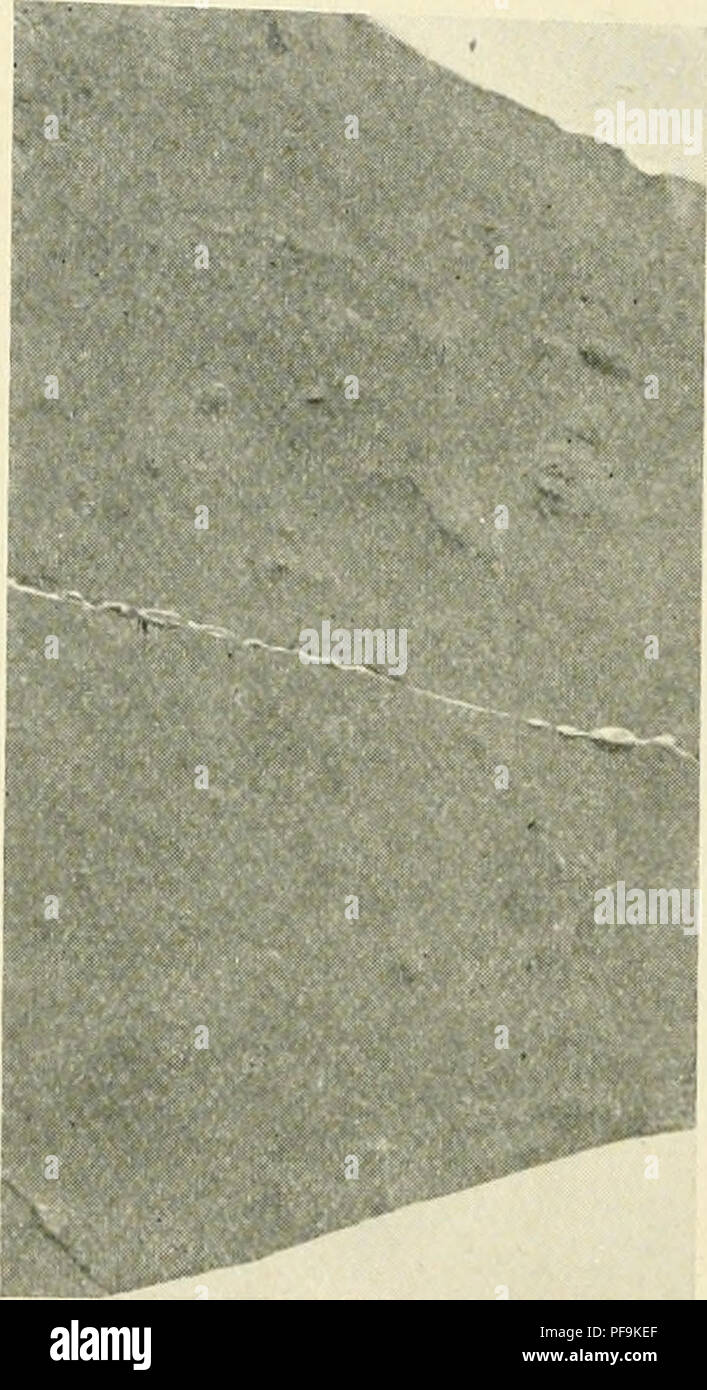 . Floras devoniano; un estudio del origen de Cormophyta. Paleobotánica -- Devoniano. 64 LA FLORA ARCIIAEOPTERIS [CH. momento puede conservarse como una clara tyj^e en una posición cercana a Sphenopteridium. Sphenopteris, Brongniart, 1822. Este conocido pero bien- casi indefinible tipo de compuesto fronda con redondeado pinnules, más o menos profundamente lobuladas y contratados en la base, parece ser raro en rocas de Sphenopteridium Devoniano. Él, sin embargo, ocurre en Inglaterra, Irlanda, Bélgica y varias otras regiones en Upjjer Devoniano rocas. Distribidion. Desde Devoniano superior en adelante. Lycopsida. Bnthrodend Foto de stock