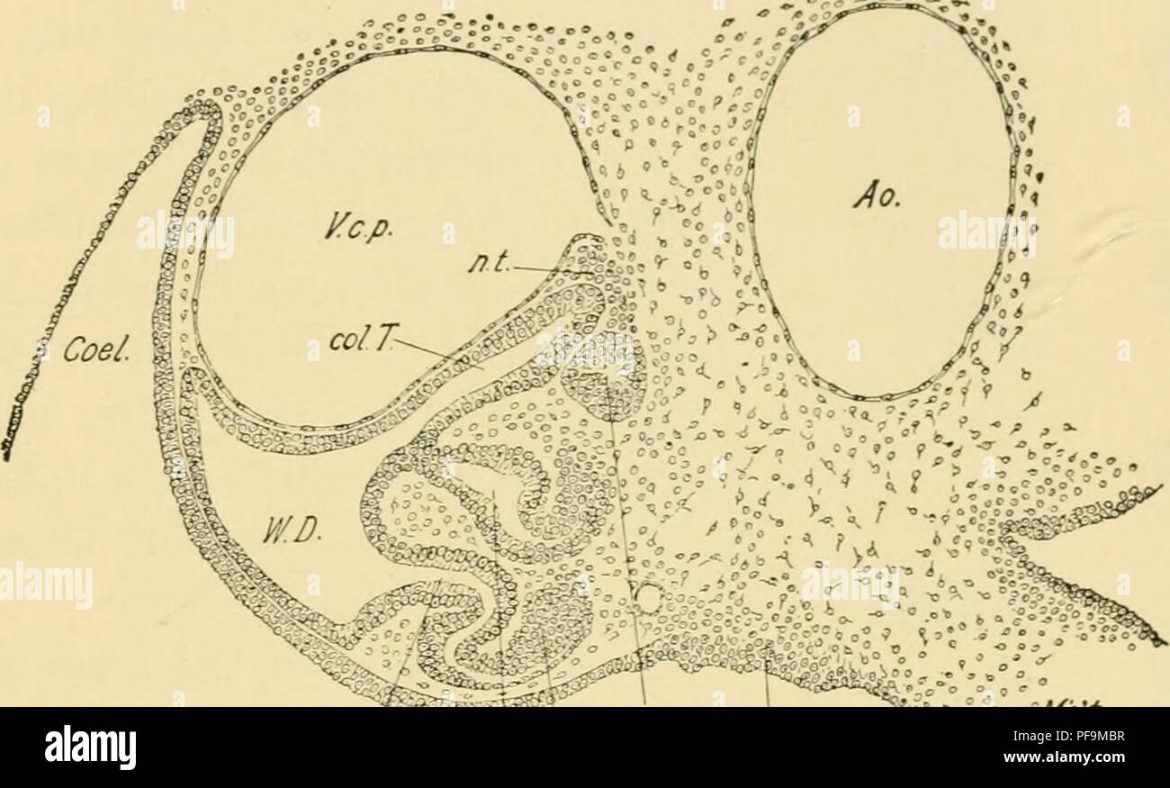 . El desarrollo del Pollito : una introducción a la embriología. Embriología; Pollos -- Los embriones. El sistema URIXOGENITAL 379 taneously: primaria dentinarios son formadas en cada somite desde la porción más ventral del tejido nephrogenous; luego túbulos secundaria posterior desde una porción intermedia y terciario túbulos más tarde aún desde la parte dorsal. Fig. 217 representa una sección transversal a través del oriente. fc^" .wyt'o". Tl i^ G/om. ^^- germen.FP. %^  PJQ 217.-Corte transversal por el medio del cuerpo de Wolffian un embrión de pollo de 96 horas. Ao, aorta. Coelome Coel.,. El coronel T. Foto de stock