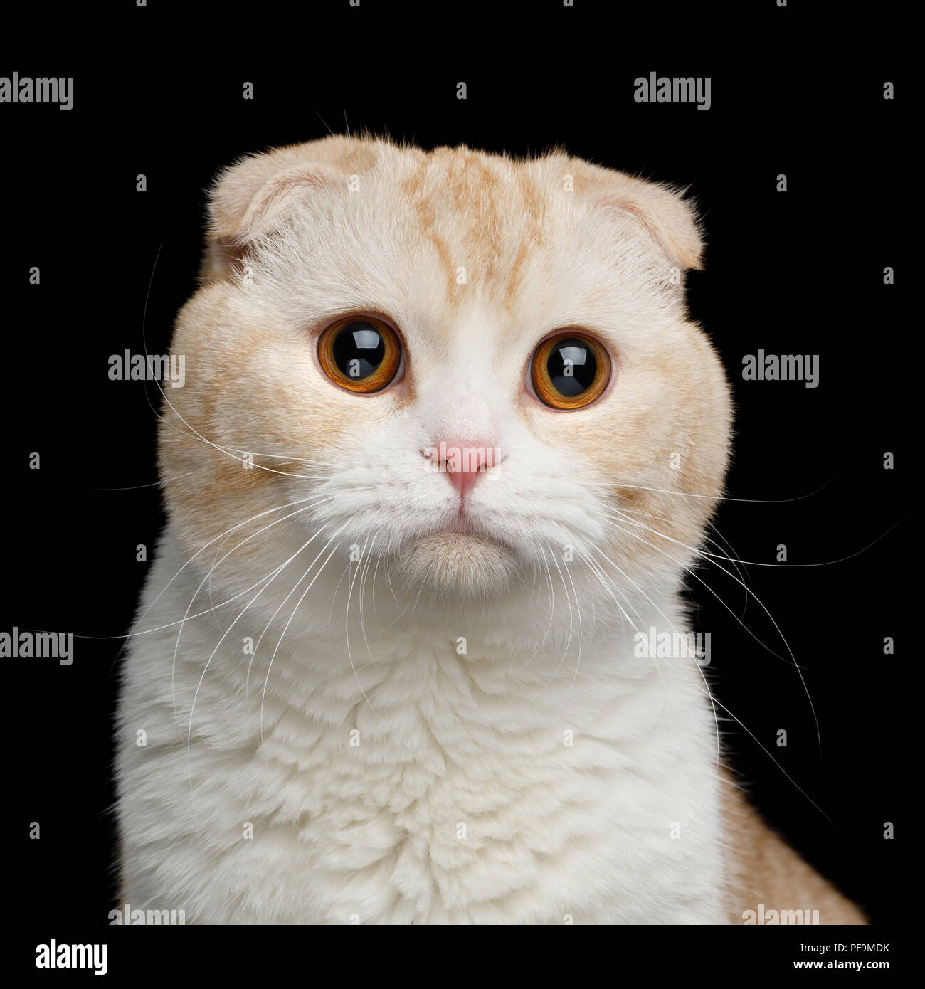 Gato con ojos grandes fotografías e imágenes de alta resolución - Alamy