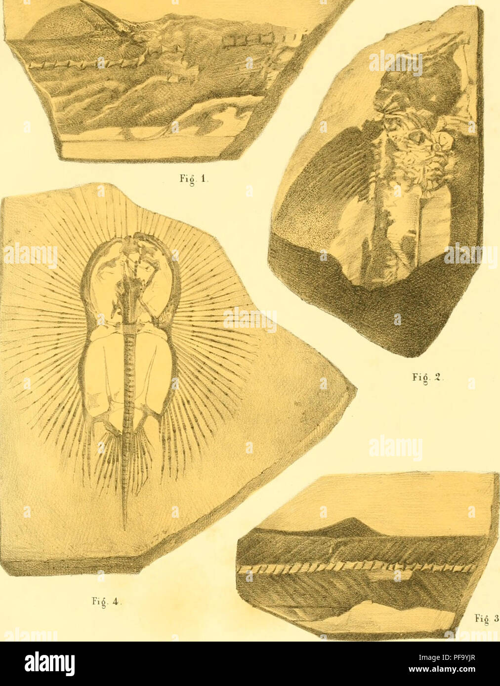 . Descripción de quelques poissons fossiles du Mont Liban. Poissons dii Liban. PI 10. Tio 3 Me^a^^- FTC/TZizâ:^^/.e/r'é^ ^^./g^tScf/rrti^tîffa'Ti^fi. Fiô. 1.2. 3. Spinax primae^IIS. Fiô. 4. Cyclobatis oligodactylus.. Por favor tenga en cuenta que estas imágenes son extraídas de la página escaneada imágenes que podrían haber sido mejoradas digitalmente para mejorar la legibilidad, la coloración y el aspecto de estas ilustraciones pueden no parecerse perfectamente a la obra original. Pictet, Fran©ois Jules, 1809-1872. G©n©·ve Foto de stock