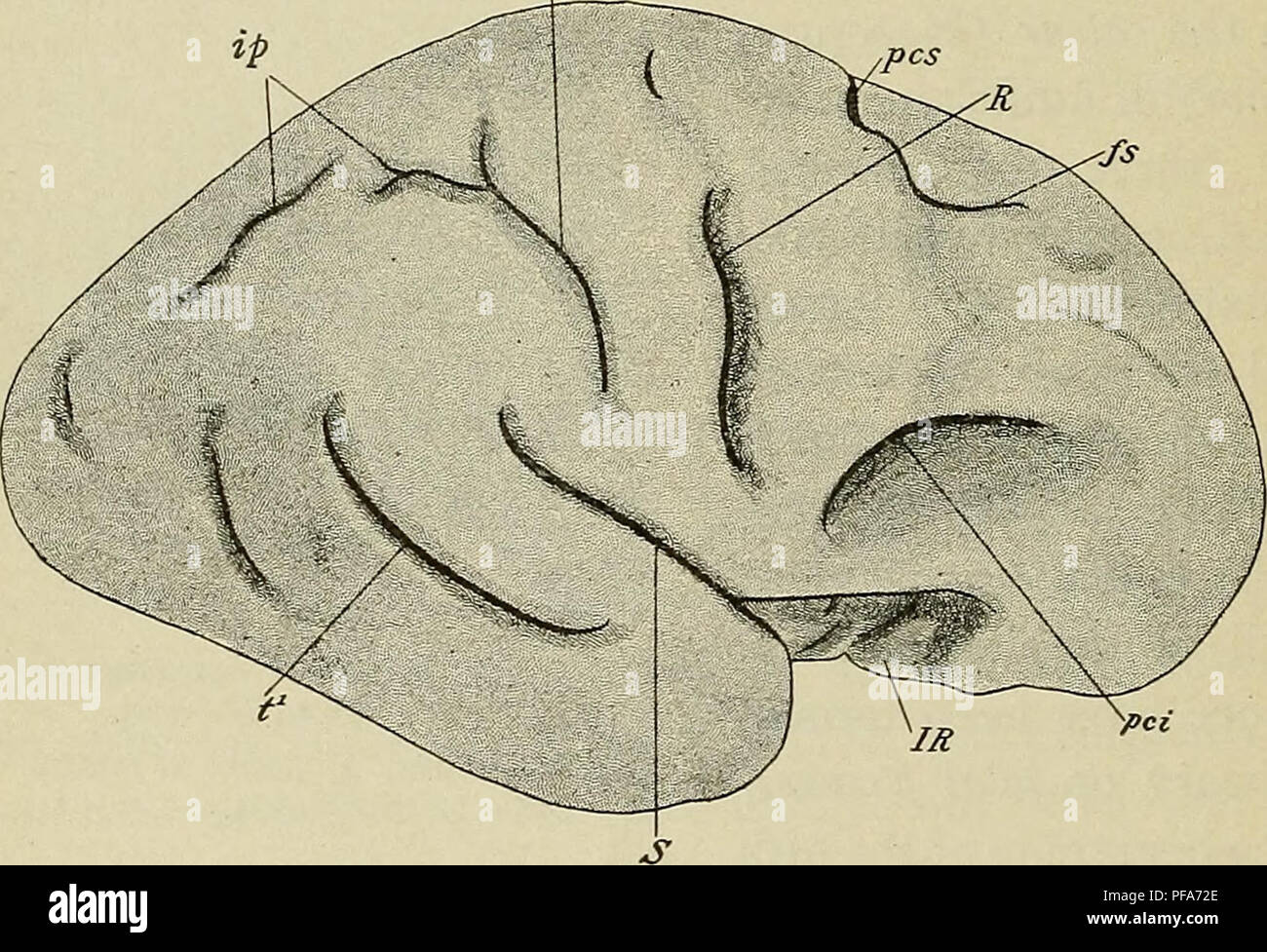 . El desarrollo del cuerpo humano : un manual de embriología humana. Embriología; Embrión, Non-Mammalian. 404 TEE CIRCUNVOLUCIONES CEREBRALES cubierta en el suelo de la fosa completamente, la ranura que marca la línea de su contacto formando la fisura cerebral lateral, mientras que el piso de la fosa se conoce como la insula. La primera de las fisuras secundarias que aparece es el surco cinguli, que está formado por la mitad del quinto mes en la superficie mesial de los hemisferios, tendidos en paralelo a la porción anterior de la fisura del hipocampo y dividiendo la superficie mesial en el mar gyri Foto de stock
