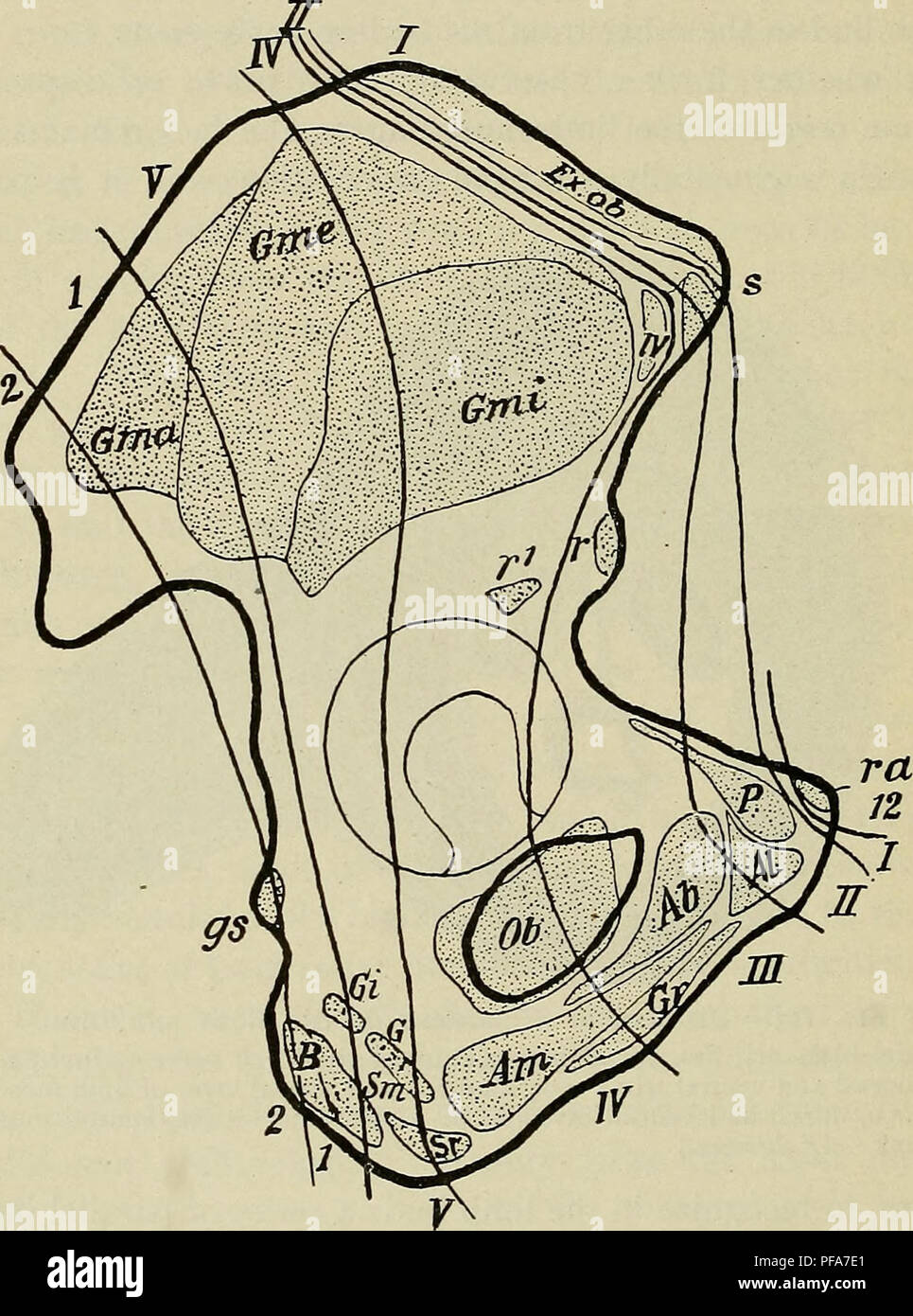 . El desarrollo del cuerpo humano : un manual de embriología humana. Embriología; Embrión, Non-Mammalian. 212 grupos de los músculos de las extremidades, como se muestra en el diagrama de la Fig. 123. El primer nervio que entra en la extremidad bud se encuentra a lo largo de su borde anterior y, en consecuencia, las fajas musculares que son suministrados por él, en el adulto, se encuentran a lo largo de. Fig. 124.-La superficie externa del os Innominatum mostrando el apego de los músculos y las zonas suministradas por los diferentes nervios. 12, 12º nervio torácico; I a V, los nervios lumbar; 1 y 2, nervios sacros.-{Bolk.) en el lado exterior del brazo y a lo largo de la parte interior del th Foto de stock