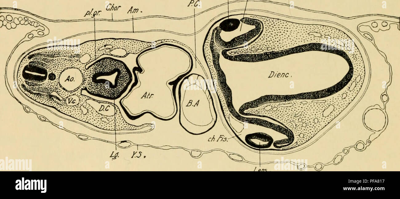 . El desarrollo del Pollito : una introducción a la embriología. Embriología; Pollos -- Los embriones. 168 EL DESARROLLO DE LA CHICA menos durante este período, y están destinados a formar el epitheUum de la lente (Fig. 97). Condiciones intermedias se encuentran alrededor del ecuador de la lente. La historia posterior se encuentra en el capítulo IX. El Auditorio Sac. Aproximadamente a las 12 s la primera evidencia de los sacos auditivo se encuentra en la forma de un par de parches circulares de ectodermo engrosado situada en la superficie dorsal de la cabeza frente a la novena, décima y undécima neuromeres y, por tanto, un corto Foto de stock