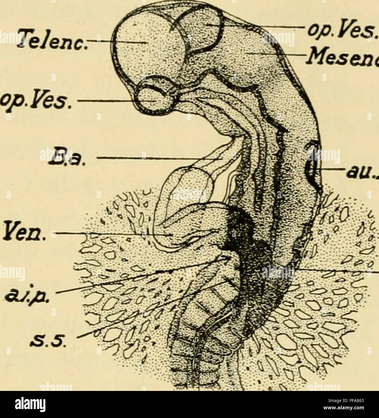 . El desarrollo del Pollito : una introducción a la embriología. Embriología; Pollos -- Los embriones. De 12 a 36 SOMITES 137 (una diagramación esquema está dada primero y una descripción detallada a continuación). La somatopleure se eleva en forma de un pliegue que rodea el embrión; este pliegue comienza primero en la parte delantera de la cabeza del embrión como jefe-pliegue del amnios, que 0/3. Sí. Mesenc auJ*. Vojn Fig. 74. - Cabeza del mismo embrión desde el lado ventral. Abreviaturas como antes.. Por favor tenga en cuenta que estas imágenes son extraídas de la página escaneada imágenes que pueden haber sido mejorado digitalmente Foto de stock