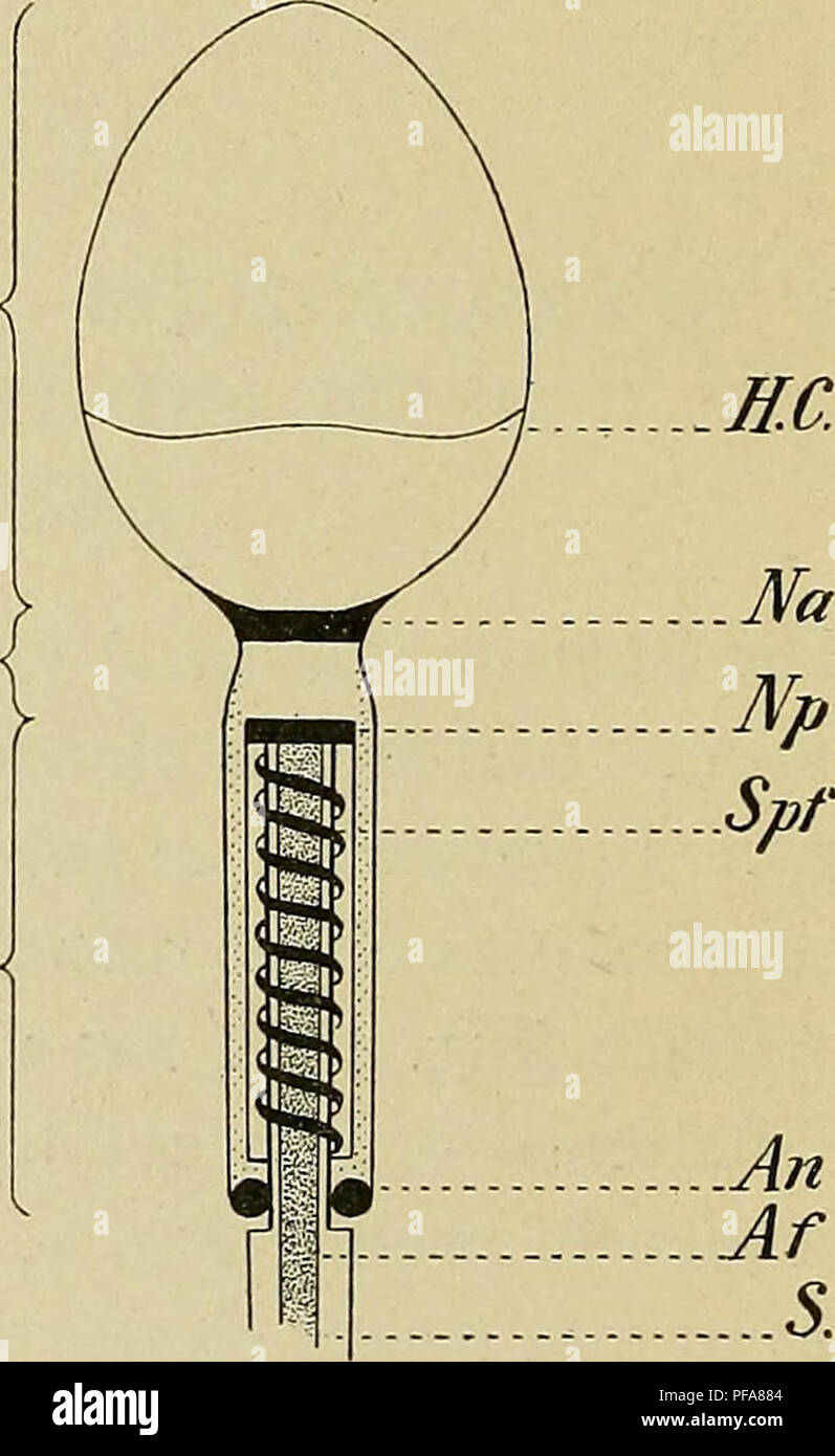 . El desarrollo del cuerpo humano : un manual de embriología humana. Embriología; Embrión, Non-Mammalian. H. { N. M.. Fig. 4.-Espermatozoide humano. 1, vista frontal; 2, vista lateral de la cabeza; e, filamento terminal; k, jefe; /, cola; m, medio-pieza.-(después de Retzius.) Fig. 5.-Diagrama que muestra la estructura de un espermatozoide humano. Af, filamento axial; Ann, corona; H, cabeza; él, el borde inferior del tapón de cabeza; m, medio-pedazo; N, el cuello; Na y Np, anterior y posterior; nódulo S, vaina de filamento axial; SPF, filamento espiral.-(capot, después Meves.) El filamento de modo que los proyectos más allá del final real de la Foto de stock