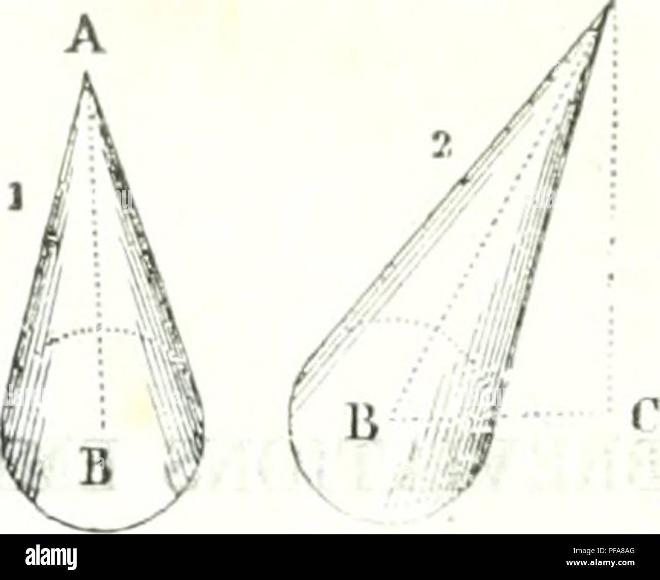 . Dictionnaire des sciences mathématiques puras et appliqués. Matemáticas, Ciencias. lyj^queridos réguliei-s d'un nombre infini de Cà'tés. Le cylindre est droit (i) la peipmdiculaire lorsque. lorsque l'ax est incliné (2). La hauteur d'un Cà'ne est la peipcndiculaire abaissée de hijo sommet-sur le plan de sa base. 55. La onu sphère est solide terminé par une seule cara sur- courbe, dont tous les puntos sont éj^alemcnt éloi- abaissée du Centre de l'une de ses Bases sur l'autre, tombe S"*^"' '^'''''''' P P''* Â"l">°^ l'mténeur, et qu'on nomme sur le Centre de c Foto de stock