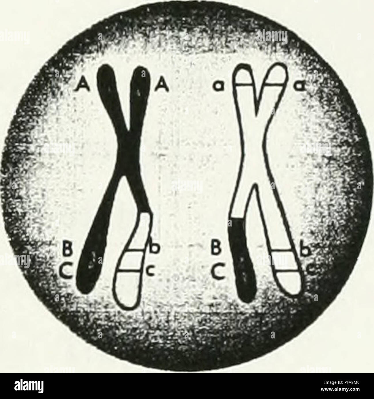 . La elaboración de un mapa de cósmidos del cromosoma 12p13. Sweet Briar College; cromosomas. Reordenamiento de los genes vinculados durante la recombinación. Cruzar los cromosomas tras cruzar la figura 1. Cruzando entre los genes en los cromosomas homólogos. Uno del plan quinquenal (1990-1995) objetivos para el proyecto genoma fue que un redoble mapa genético se completará con marcadores, identificado por sitios Sequence-Tagged, espaciadas de 2 a 5 cm. Este objetivo fue más que ftilfilled con un mapa de densidad de 0,7 cM.^'' se usaron mapas genéticos para descubrir cinco regiones independientes que desempeñan un papel en la insulino-dependiente di Foto de stock