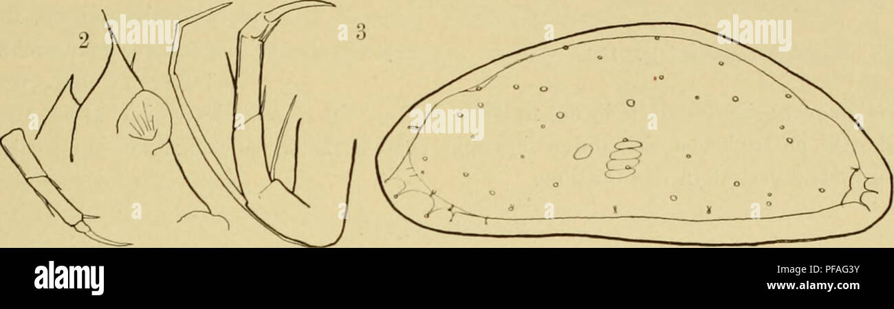 . Deutsche Südpolar-Expedition, 1901-1903, im Auftrage des Reichsamtes des Innern,. Gauss (SHIP); expediciones científicas; la Antártida. MüixEit, Ostracoden. 123 rand und Verwachsungslinie bilden, ist bei rara viel breiter (etwa -/s der Schalenlänge similis, bei etwa ^/s), Die Ecke, welche sie nach hinten abgrenzt, ist bei rara stumpfwinkUg, bei similis spitz- winklig. Paracytlierois vanhöifeiii n. sp. Schale des 9= Höhe etwa Vs Länge, am höchsten der etwas Hinter der Länge V2. Gewölbt Dorsalrand Stark, gegen Vorder- und nicht Hinterrand abgegrenzt, beide Enden gerundet schmal, das hintere deutUch Foto de stock