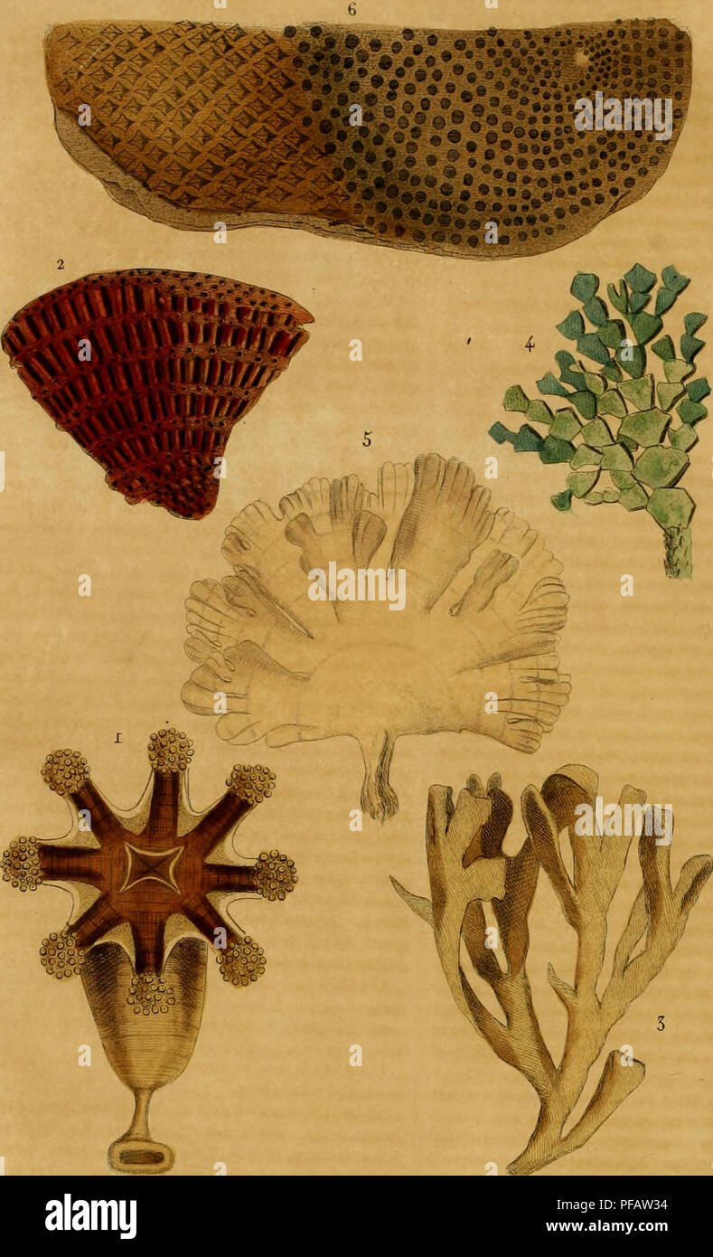 . Classique Dictionnaire des Sciences Naturelles : présentant la definición, l'analyse et l'histoire de tous les êtres qui composent Les trois règnes, leurs aplicación générale aux arts, à l'agriculture, à la médicine, à l'économie domestique, etc.. Historia natural. LU CEBl^AIRE auriciile. 4. Ï"L A^ELli AIÏOE, ra.jueite. TUBIPOP.TC p, ré. S.trDOTKE flaheliée. e.BECEPl'ACDl.ITK &LT;I&LT;. Por favor tenga en cuenta que estas imágenes son extraídas de la página escaneada imágenes que podrían haber sido mejoradas digitalmente para mejorar la legibilidad, la coloración y el aspecto de estas ilustraciones pueden no parecerse perfectamente a la Foto de stock