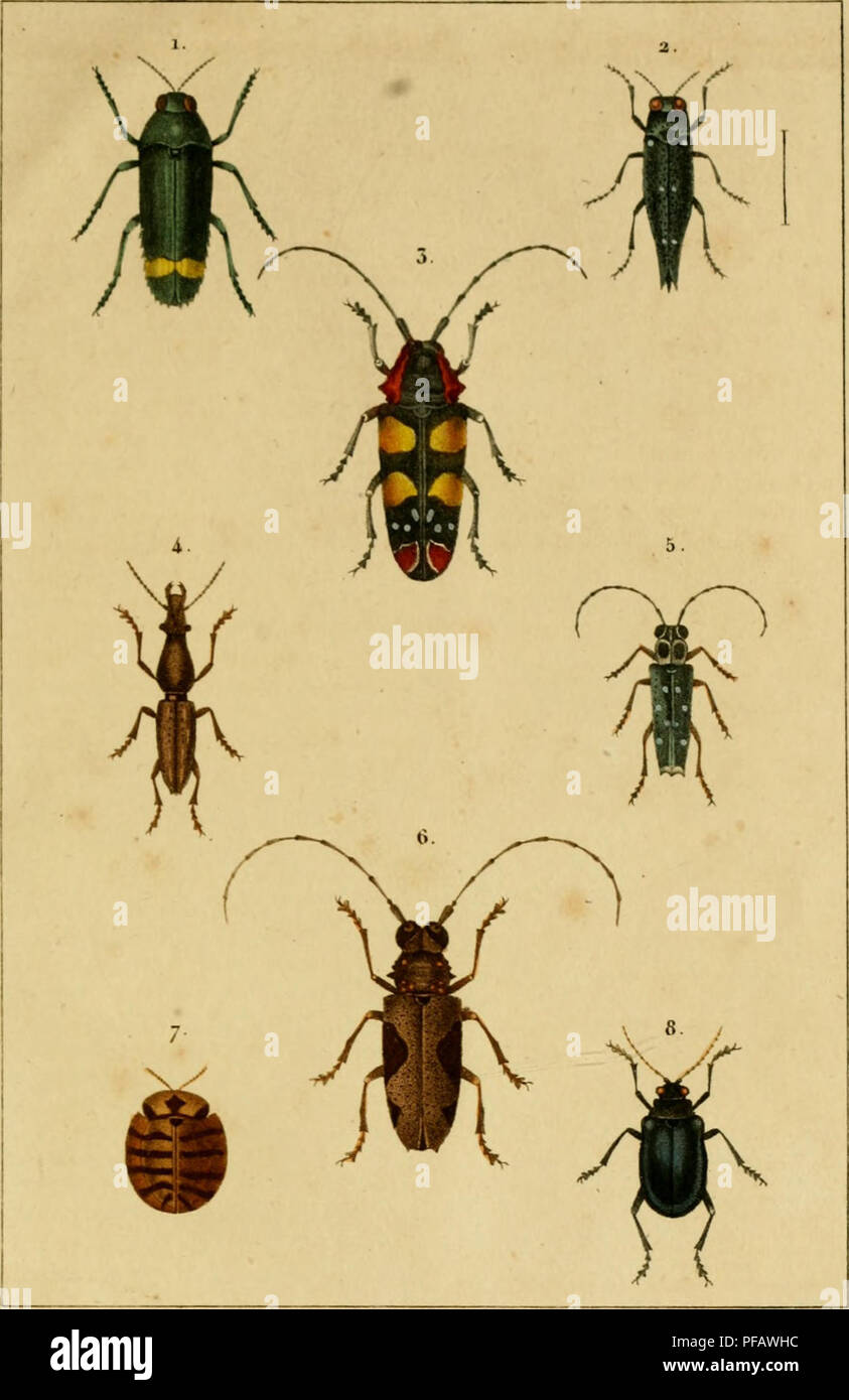 Classique Dictionnaire D Histoire Naturelle Historia Natural C F Aui Ier Et Tun Par Jr Kttj Bipukste Ngueable Rphkstk Fii 2 L K Gueuiin Fii I L V Mip Belli Fiti Buk Nte A Learks Laugp S Fii O S Peri E 9