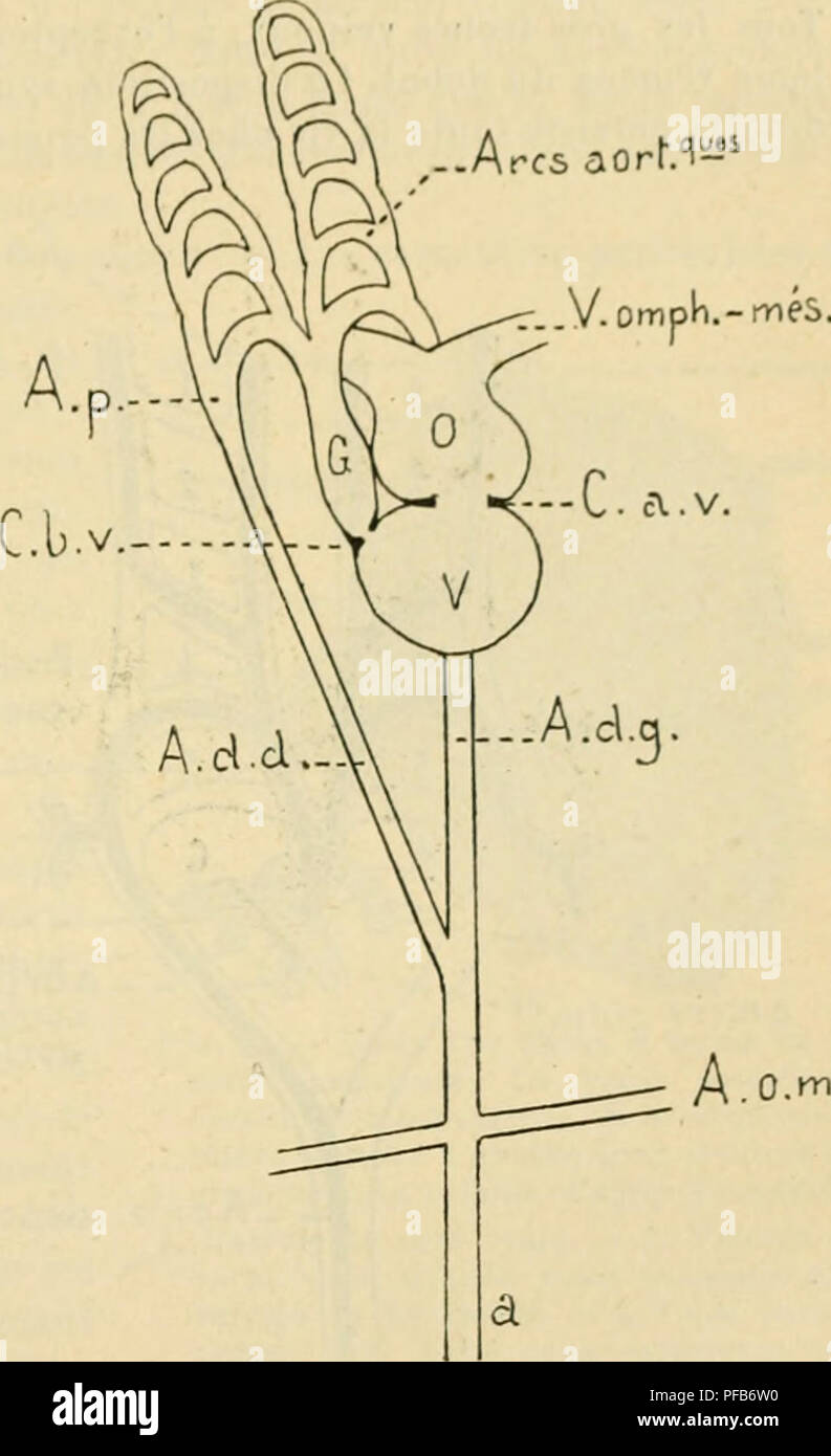 Dictionnaire De Physiologie Fisiologia Fig 77 A Systa Mes Arta C Arador Et Veineux Primitifs Oh Oh Veines Omphalo Mesenta C Riques A C Caur A A A Aortes Dorsales A 1 Arcos Aortiques 2 Veine