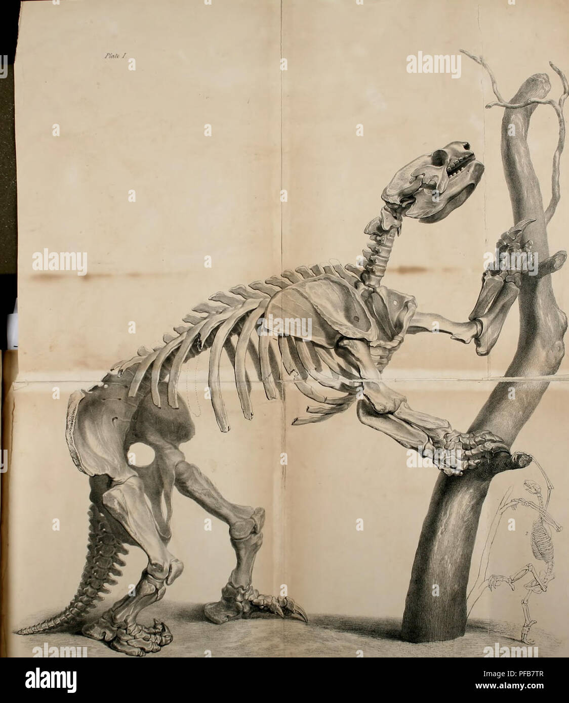 . Descripción del esqueleto de un extinto gigantesco perezoso, Mylodon robustus, Owen, con observaciones sobre ... Megatherioid cuadrúpedos en general. r/&lt;i/&LT; /. '&Gt;-(k.--^&GT;".". Por favor tenga en cuenta que estas imágenes son extraídas de la página escaneada imágenes que podrían haber sido mejoradas digitalmente para mejorar la legibilidad, la coloración y el aspecto de estas ilustraciones pueden no parecerse perfectamente a la obra original. Owen, Richard. Londres Foto de stock