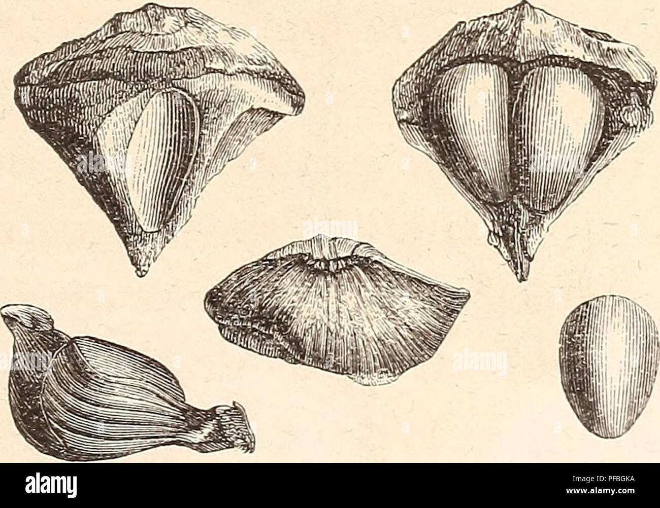 Der Wald Los Bosques Y La Silvicultura Arboles 299 O A F N Td Sxmfkzx Auc r Gemeinen Nnb Nod Ine R r D It Arjftefcr Tft Ta Enn Tuir Fie Im A Anjen Un A Aum Im Luge I Aben