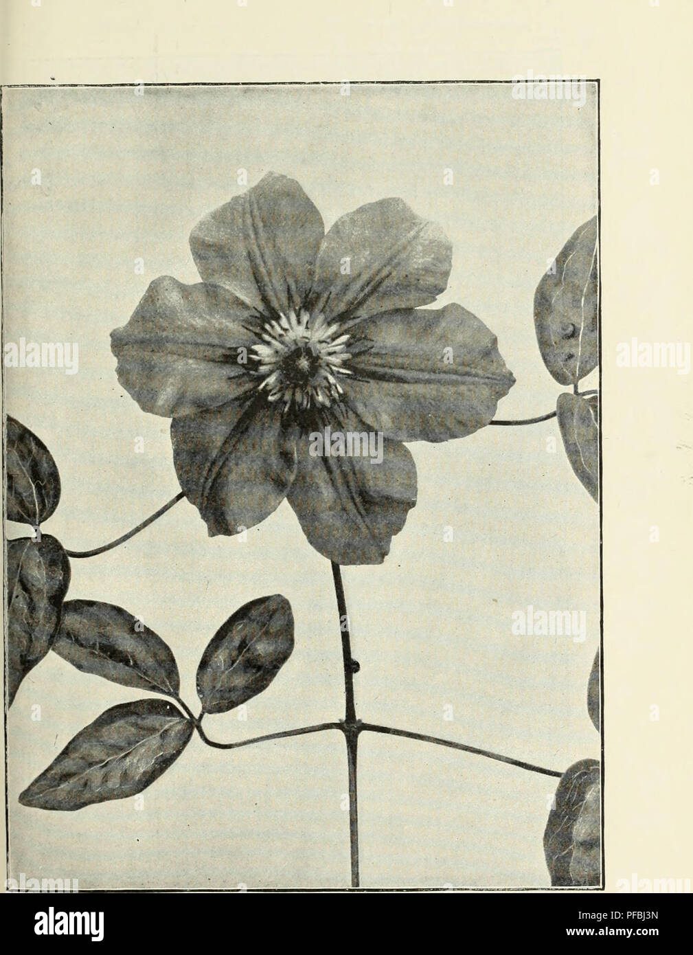 . Estudio descriptivo catálogo ilustrado de nuevas y raras, plantas, semillas y bulbos. Las bombillas (Plantas) Catálogos Catálogos de semillas, flores, plantas ornamentales, catálogos; semillas de hortalizas catálogos; Equipos de jardinería y suministros; catálogos catálogos comerciales de Nueva Jersey. Variedad de Clematis Jackmanni. (Por el precio y la descripción, consulte la página 114). Por favor tenga en cuenta que estas imágenes son extraídas de la página escaneada imágenes que podrían haber sido mejoradas digitalmente para mejorar la legibilidad, la coloración y el aspecto de estas ilustraciones pueden no parecerse perfectamente a la obra original. Estados Unidos viveros; Pitcher, James R; hombre Foto de stock
