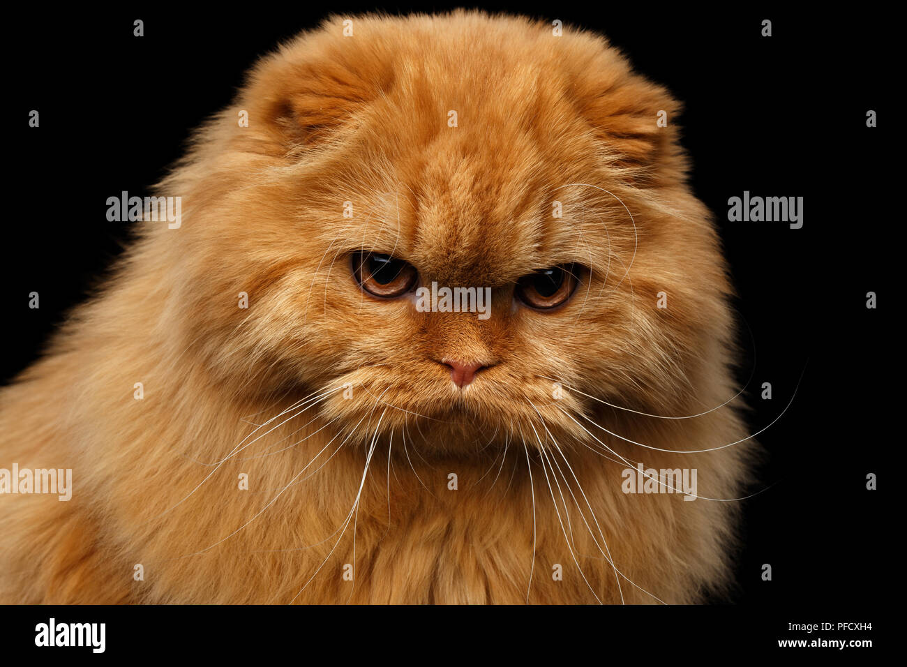 Close-up retrato de Grumpy rojo fold escocés Highland raza gato enojado  stare en cámara aislada sobre fondo negro Fotografía de stock - Alamy